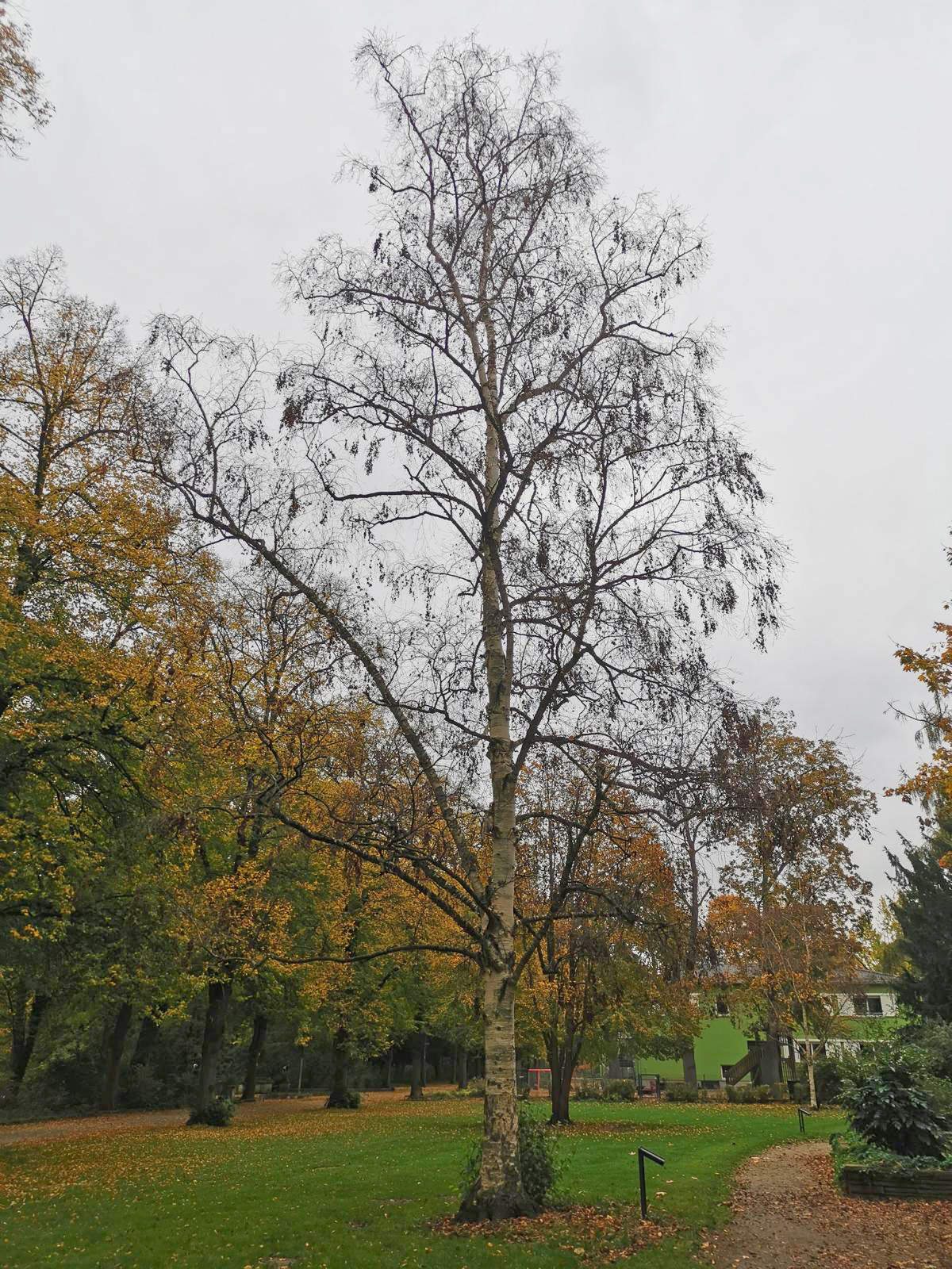 Betula platyphylla var. japonica