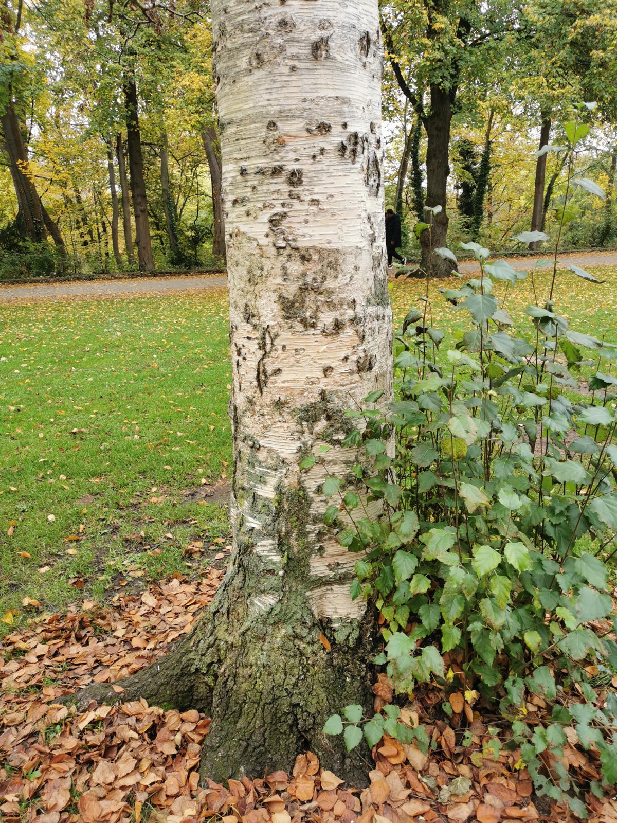 Betula platyphylla var. japonica - Fürth - Okt. 2024