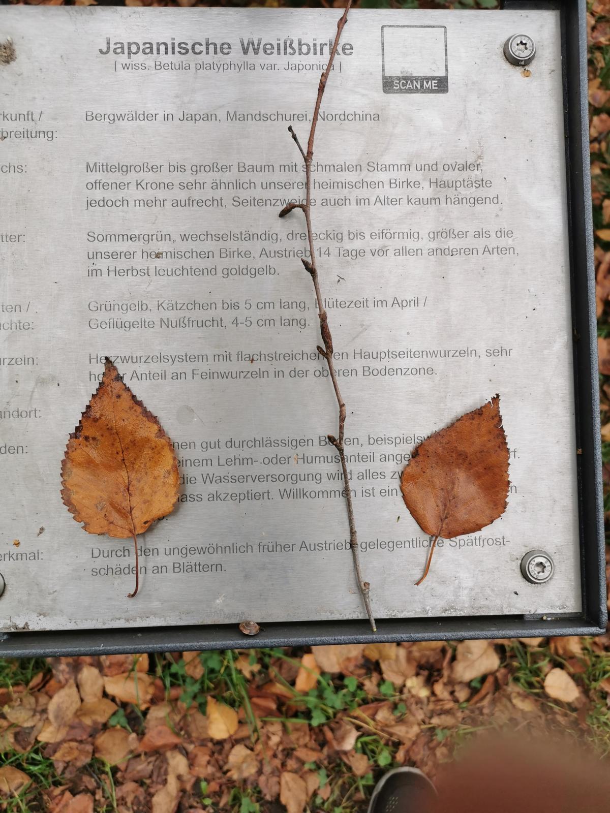 Betula platyphylla var. japonica - Fürth - Okt. 2024