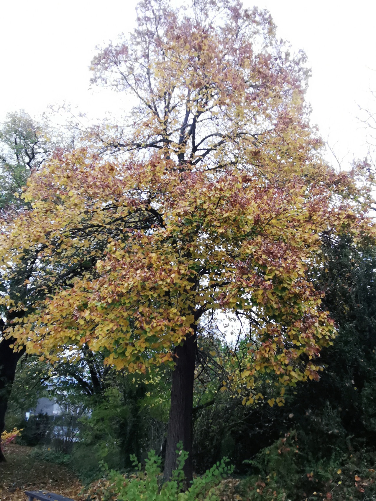 mongolica Tilia