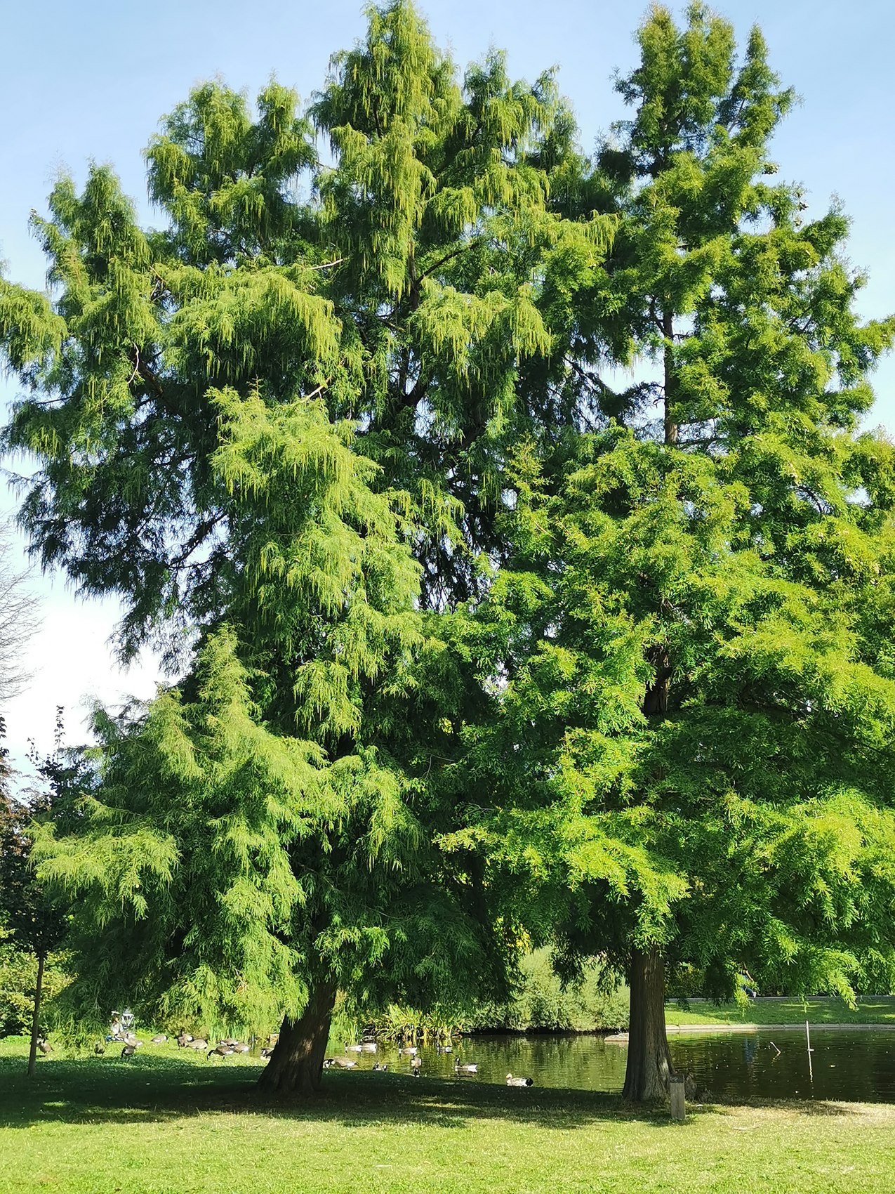 'Pendens' distichum Taxodium