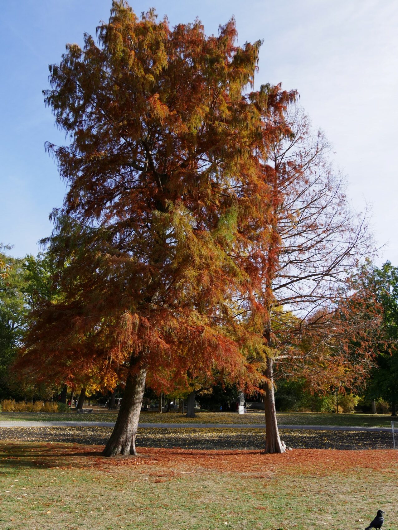 Taxodium distichum 'Pendens' - Nürnberg-Maxfeld - Herbst 2018