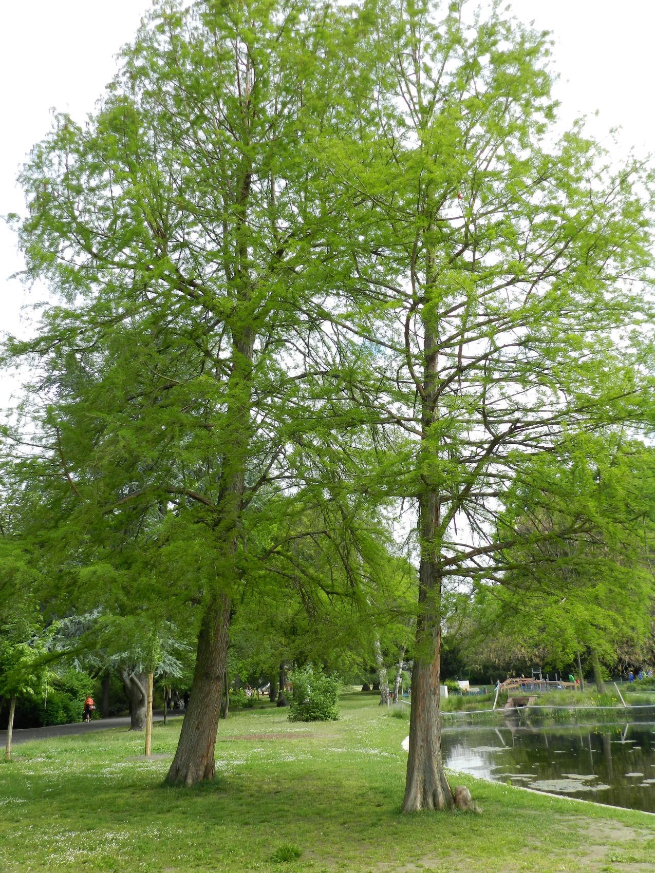 Taxodium distichum 'Pendens' - Nürnberg-Maxfeld - Frühjahr 2016