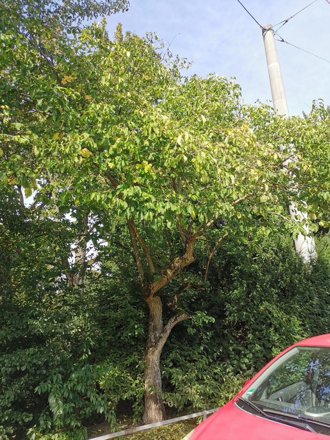 Euonymus hamiltonianus var. sieboldianus