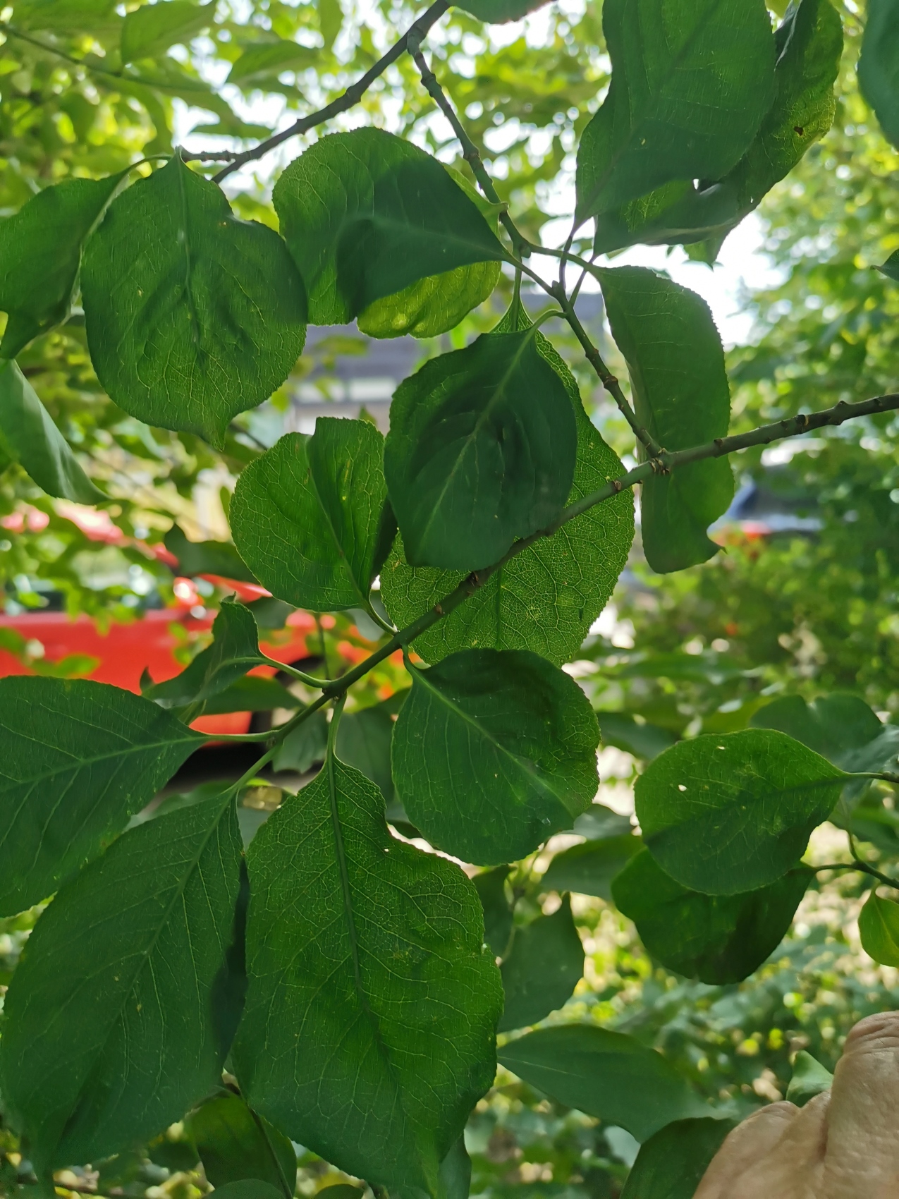 Euonymus hamiltonianus var. sieboldianus - Nürnberg-Maxfeld - Sspt. 2024