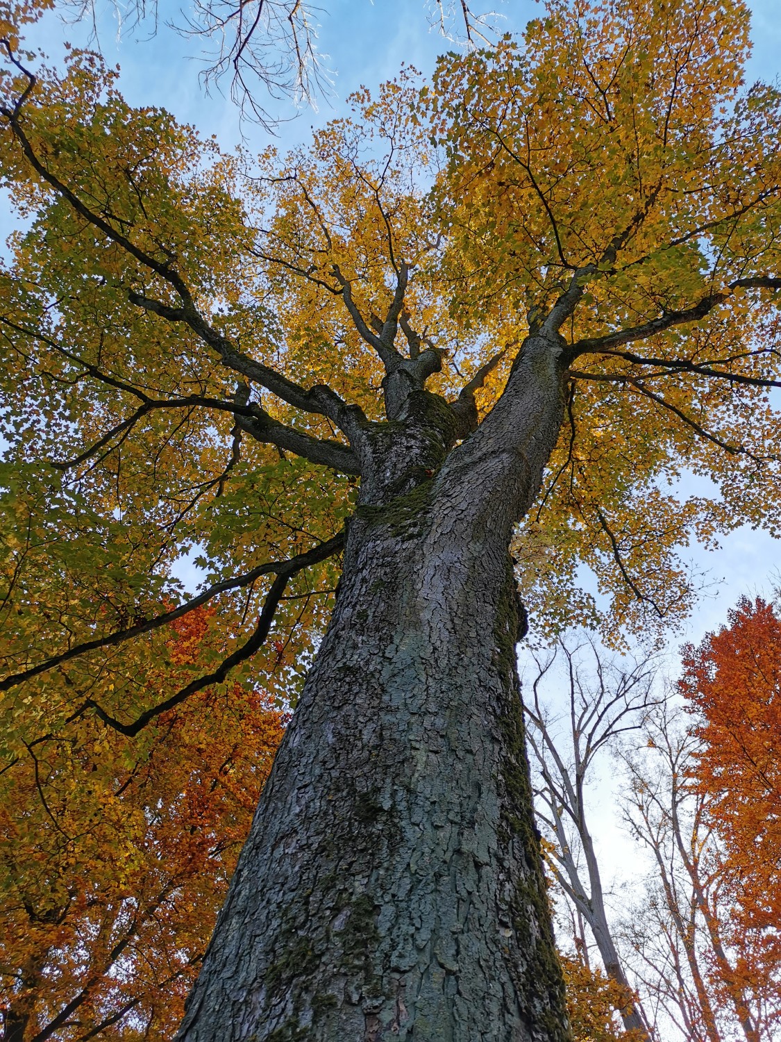 Acer × pseudoheldreichii - Dinkelsbühl - Herbst 2021