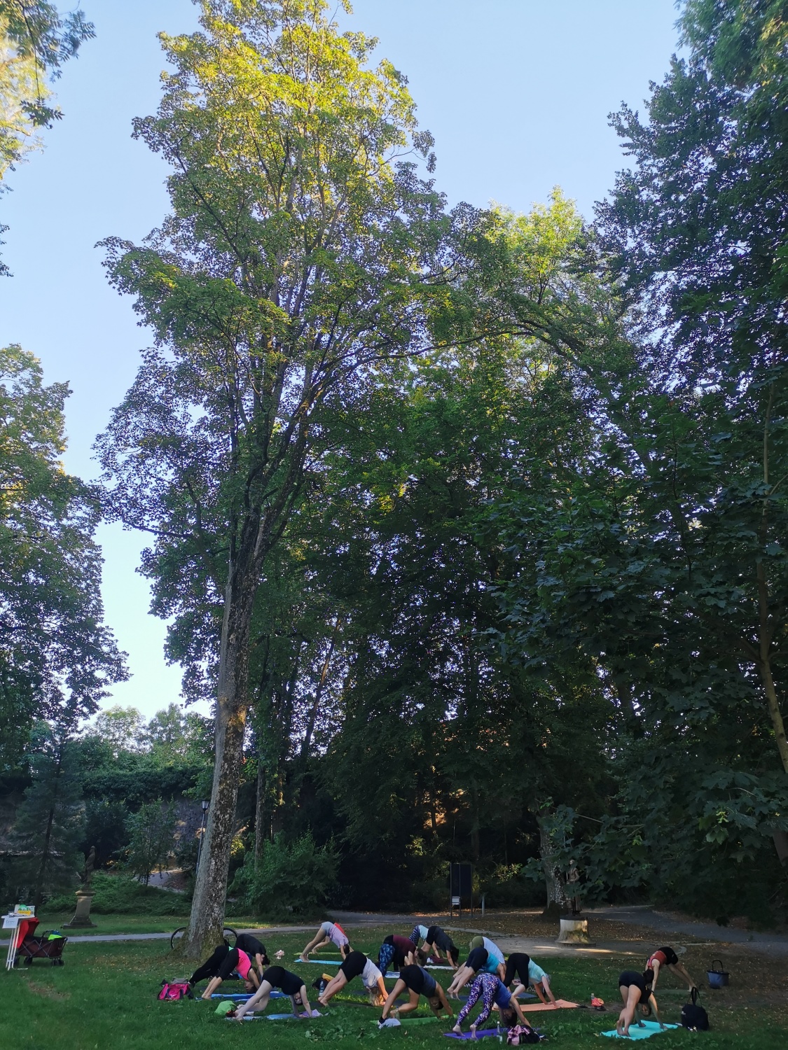 Acer × pseudoheldreichii - Dinkelsbühl - August 2024