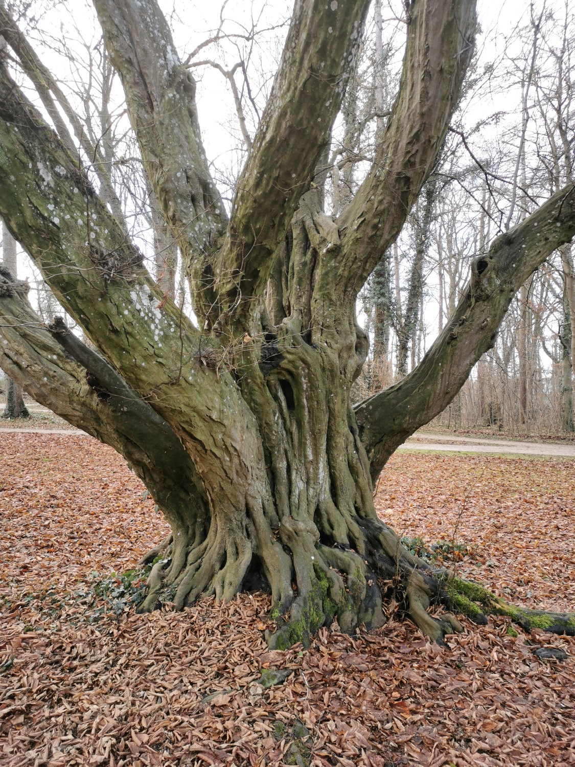 betulus Carpinus