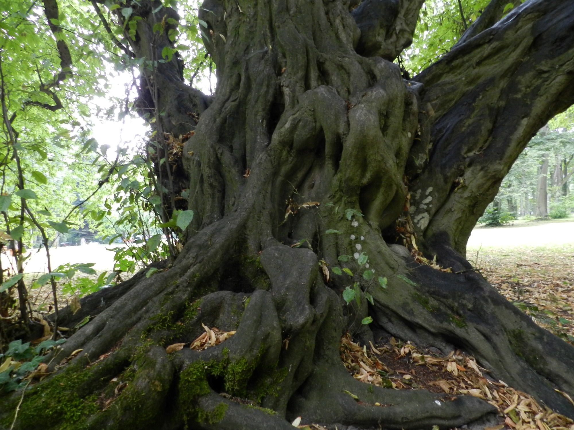 Carpinus betulus - Stadtpark Schwabach - August 2015