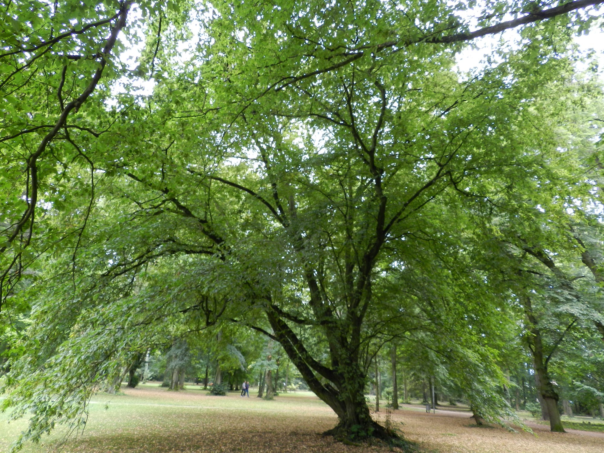 Carpinus betulus - Stadtpark Schwabach - August 2015