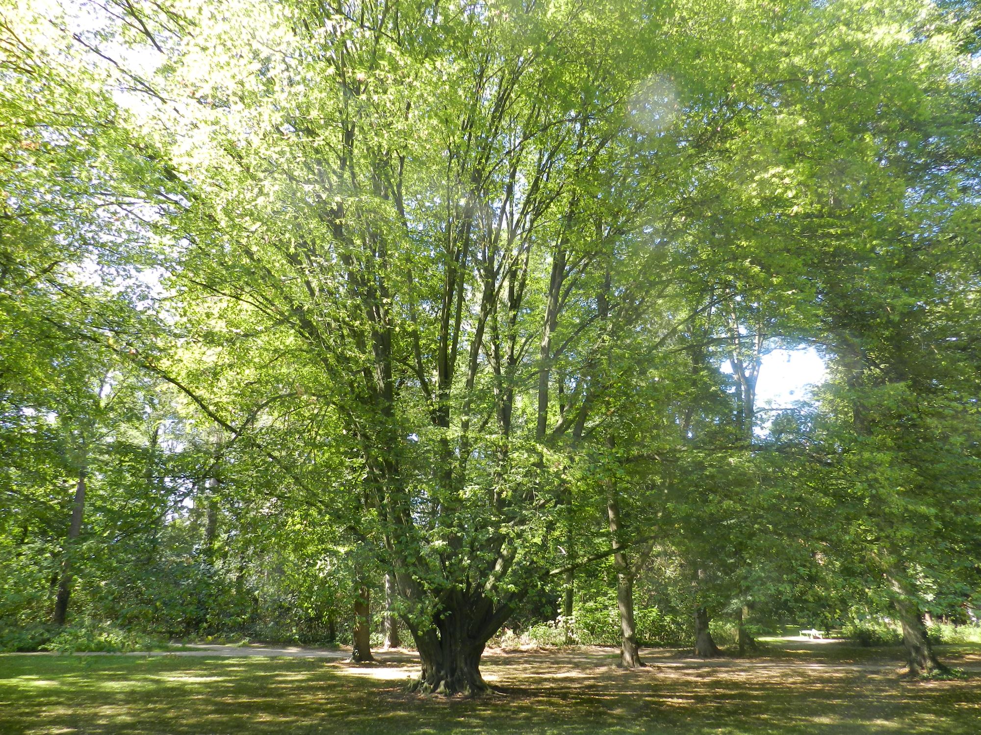 betulus Carpinus