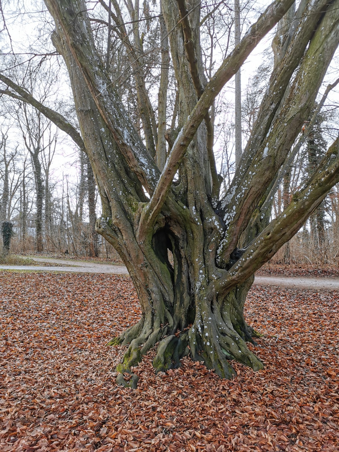Carpinus betulus - Stadtpark Schwabach - Januar 2025