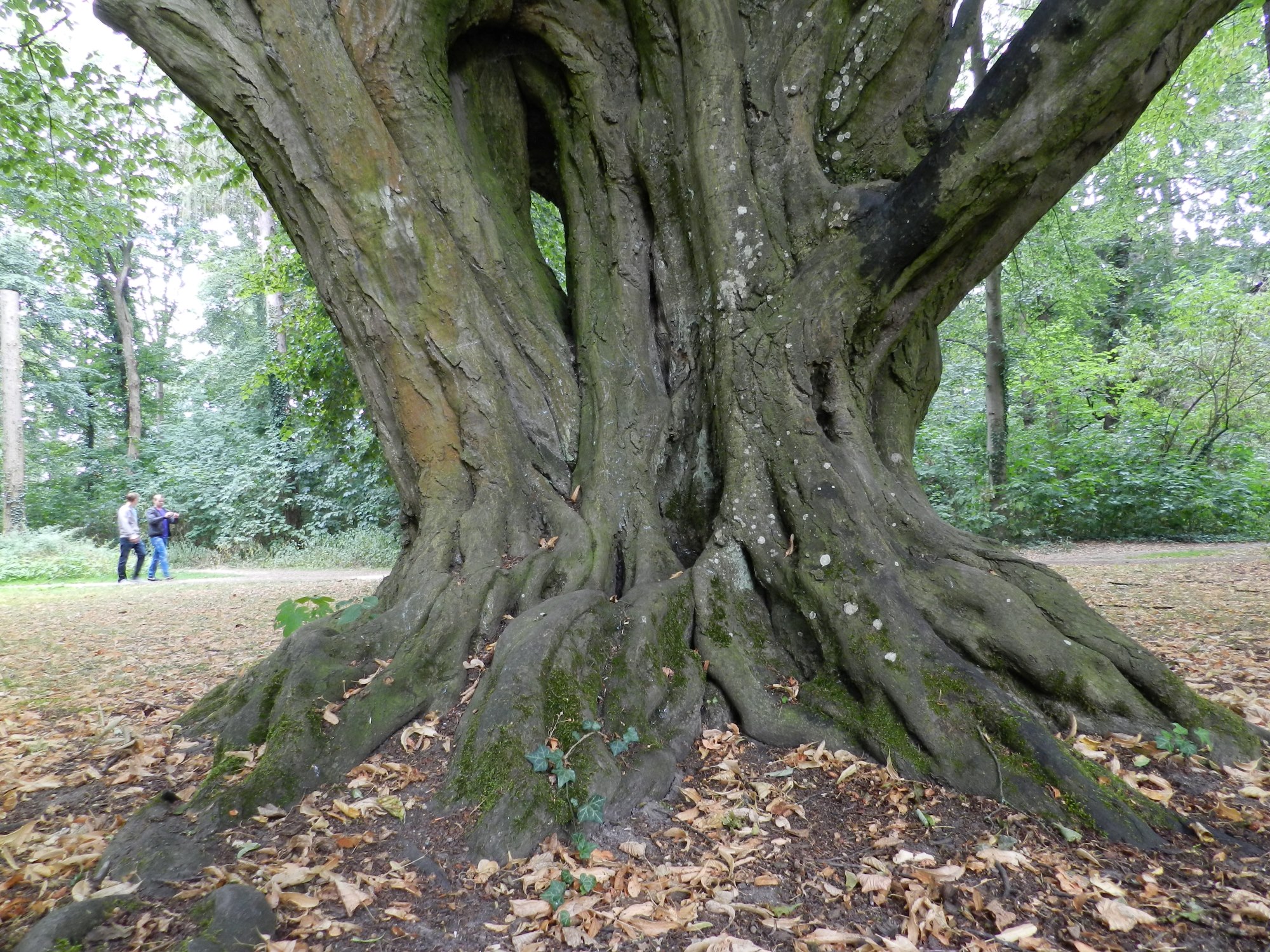 Carpinus betulus - Stadtpark Schwabach - August 2015