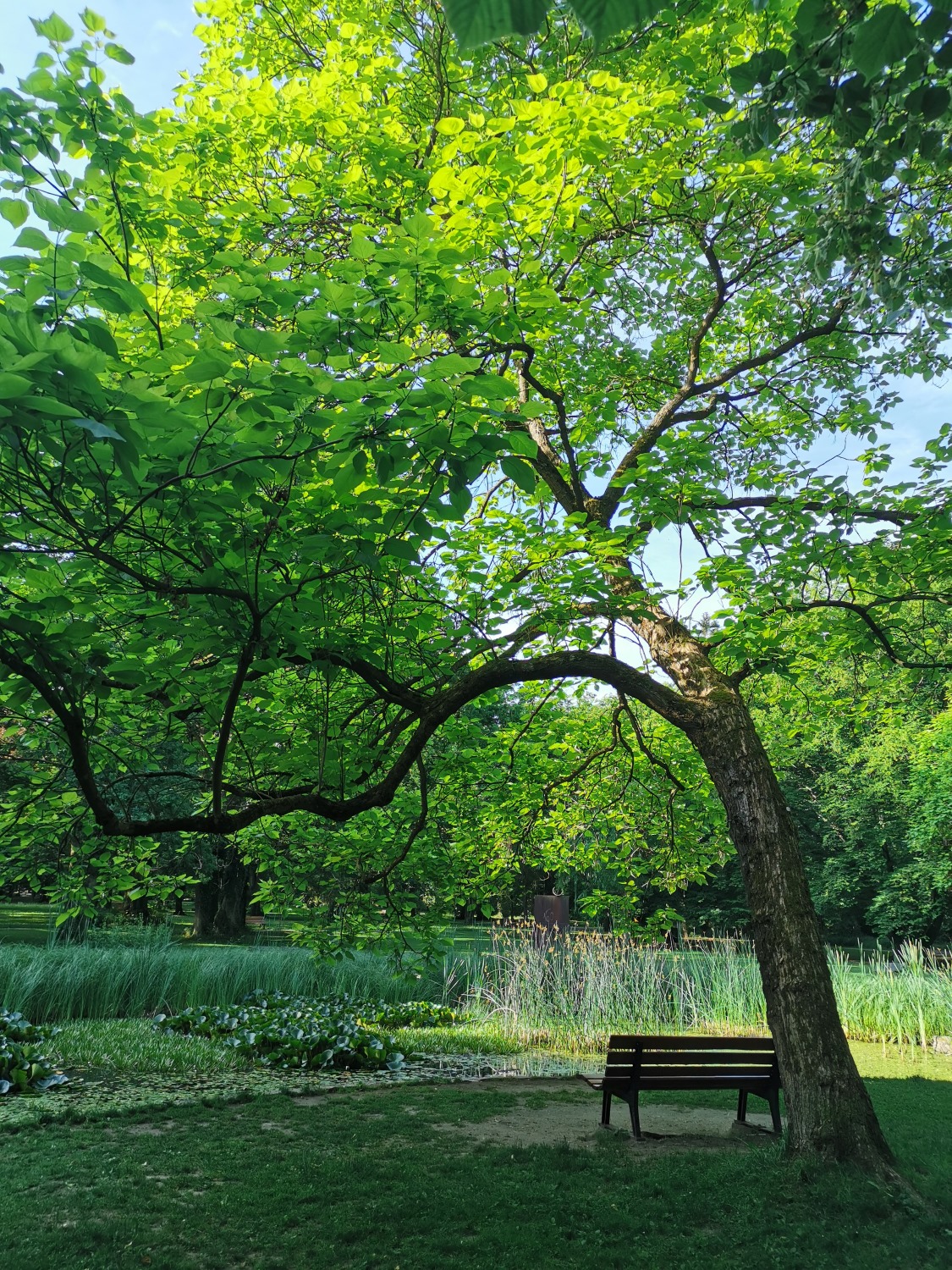 × erubescens Catalpa