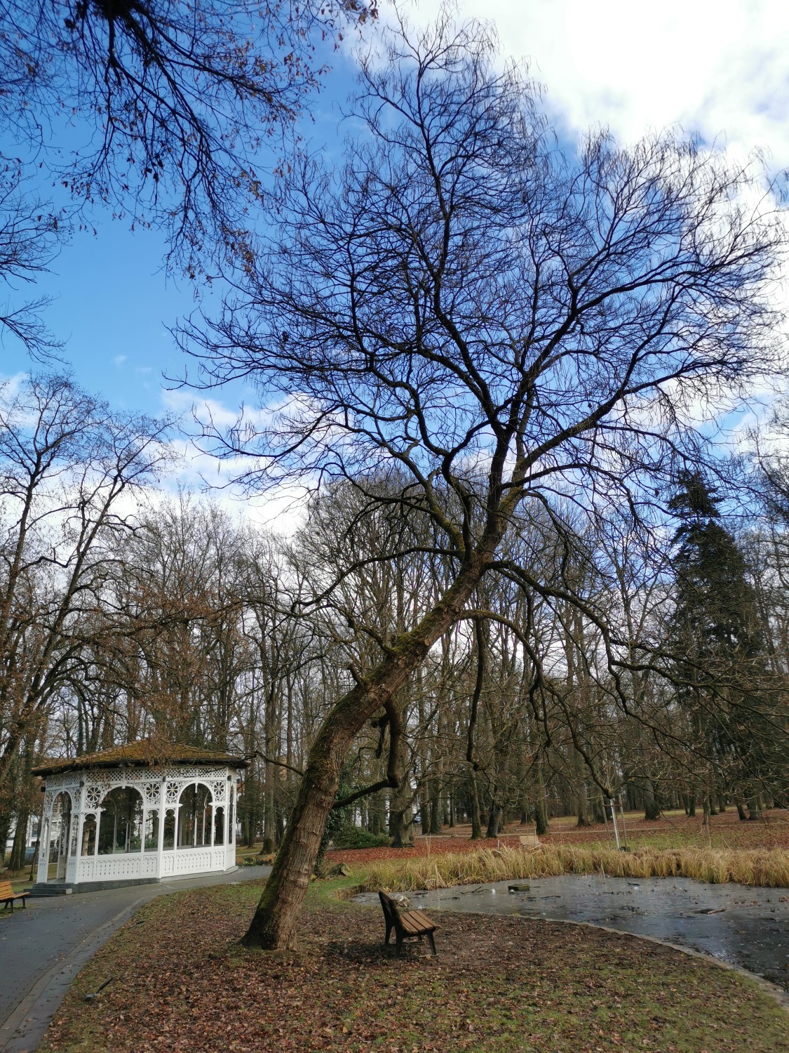 Catalpa × erubescens - Stadtpark Schwabach - Juni 2022
