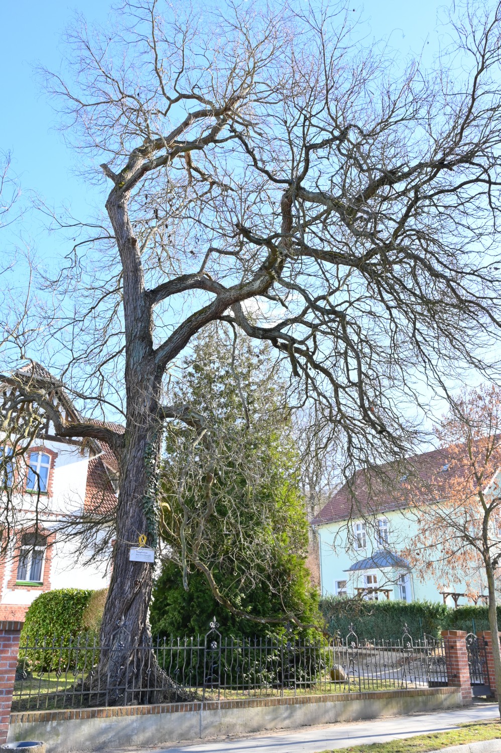 Catalpa ovata - Bad Freienwalde - 2021
