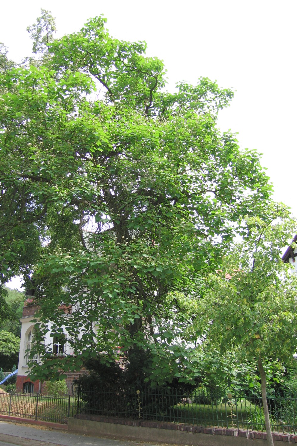 Catalpa ovata - Bad Freienwalde - 2006