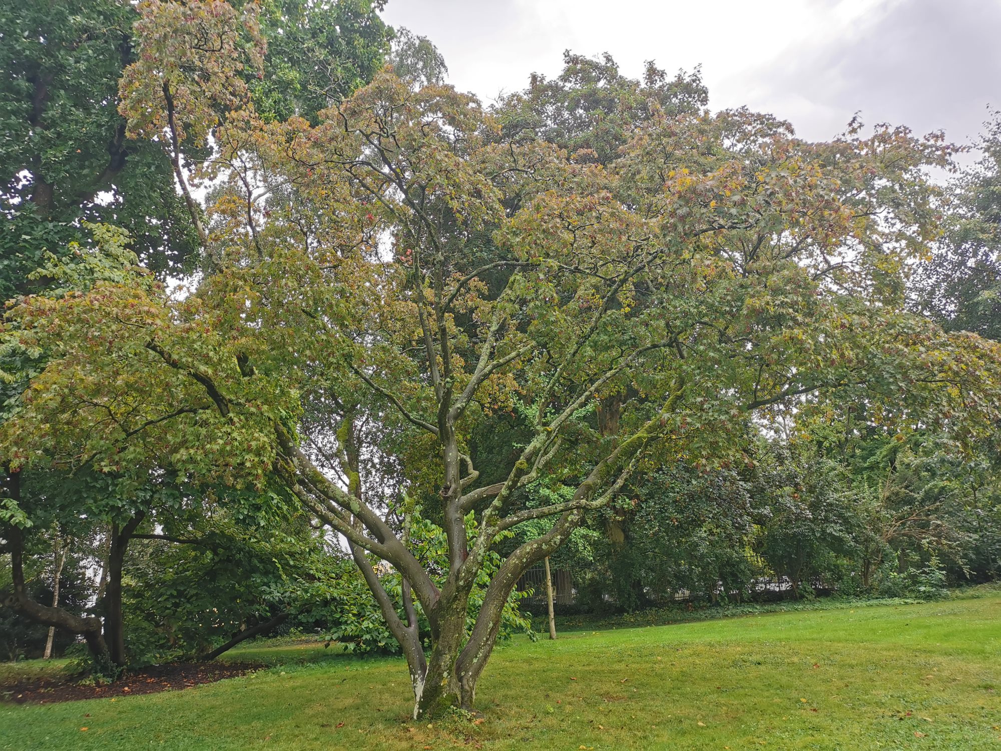 Acer shirasawanum