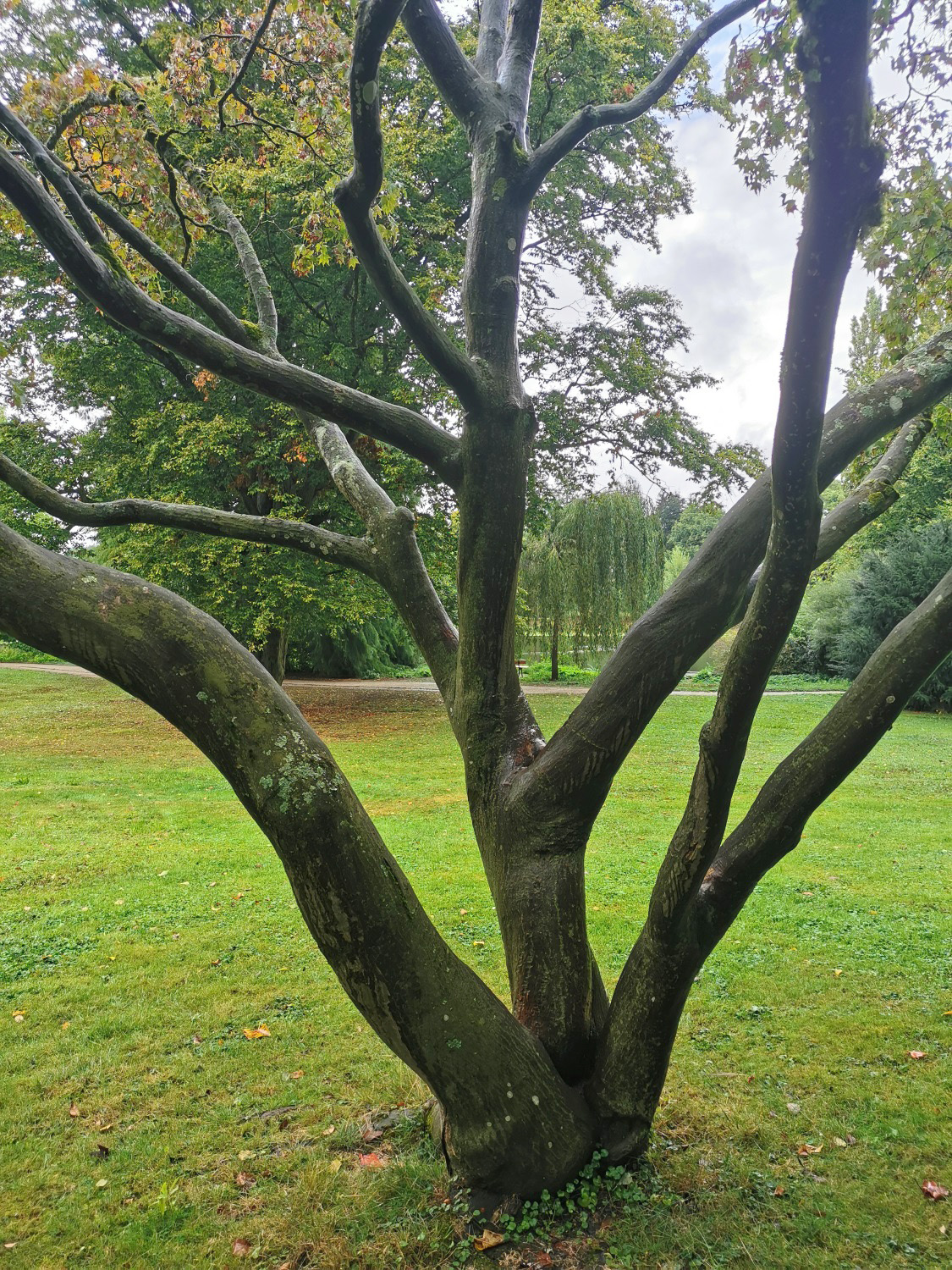 Acer shirasawanum - Schlosspark Bad Homburg - September 2024. Im Hintergrund ist eine Hamamelis virginiana zu sehen, sie ist derzeit Championtree Deutschland.