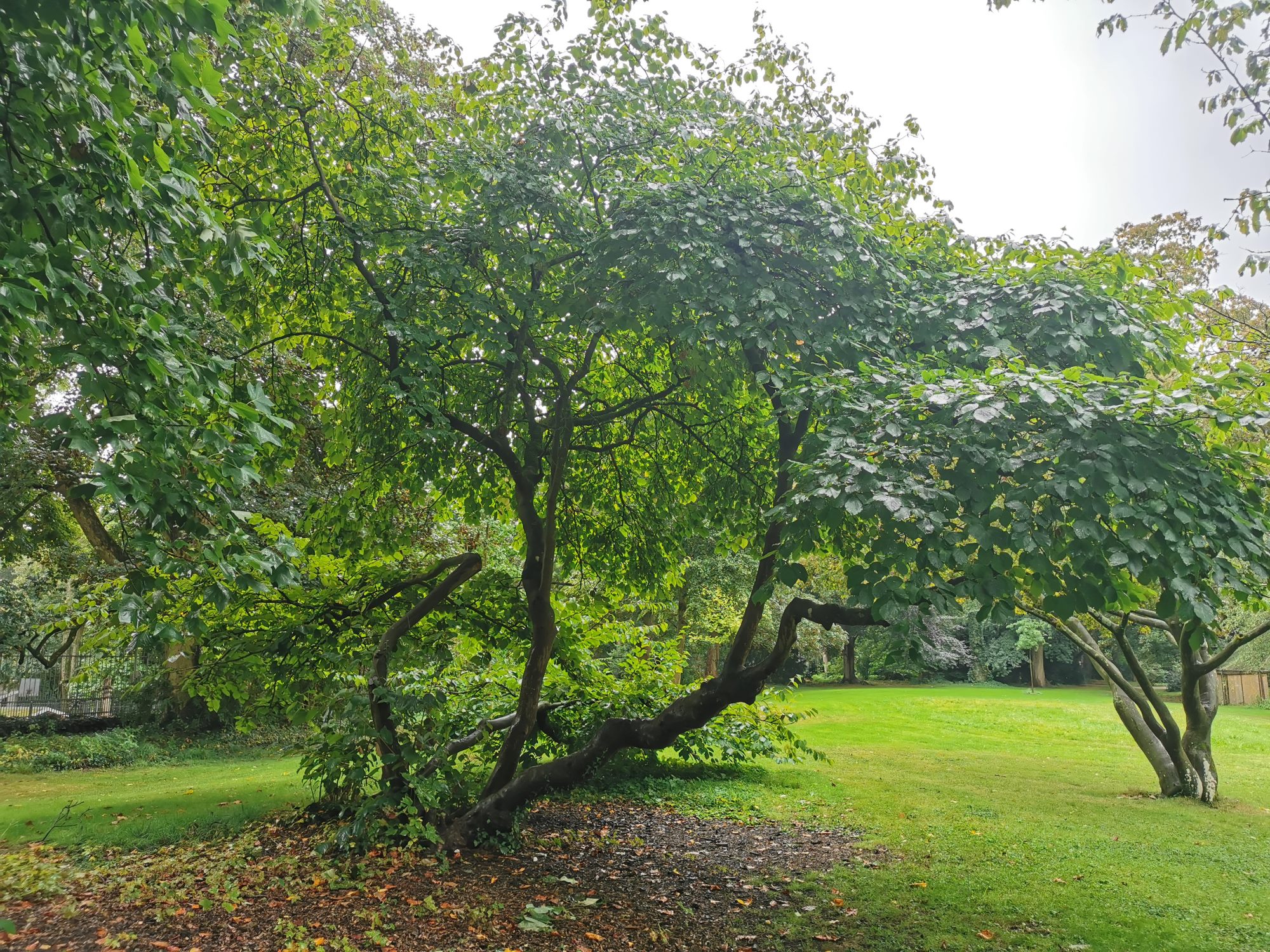 Hamamelis virginiana