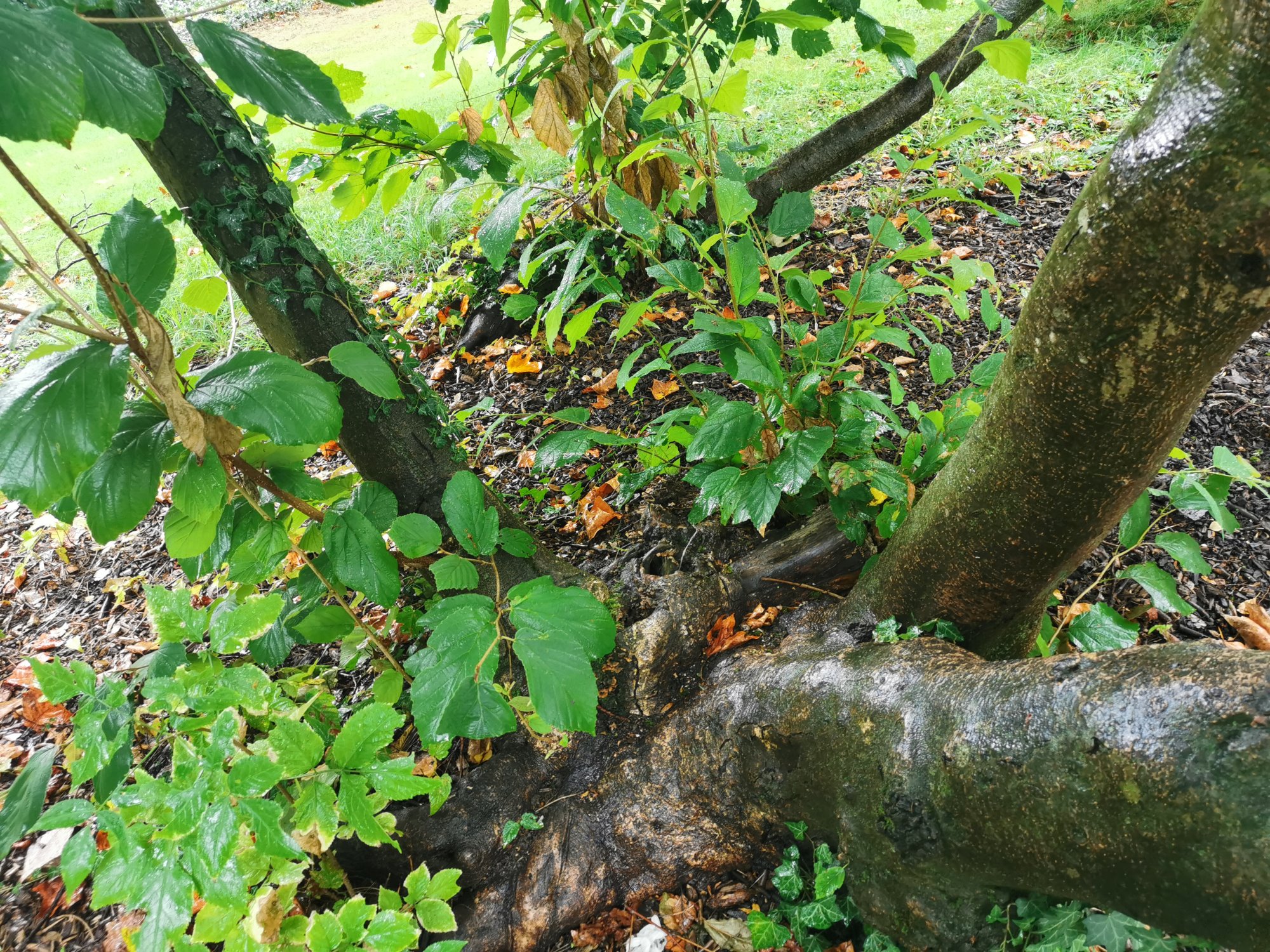 Hamamelis virginiana - Schlosspark Bad Homburg - September 2024