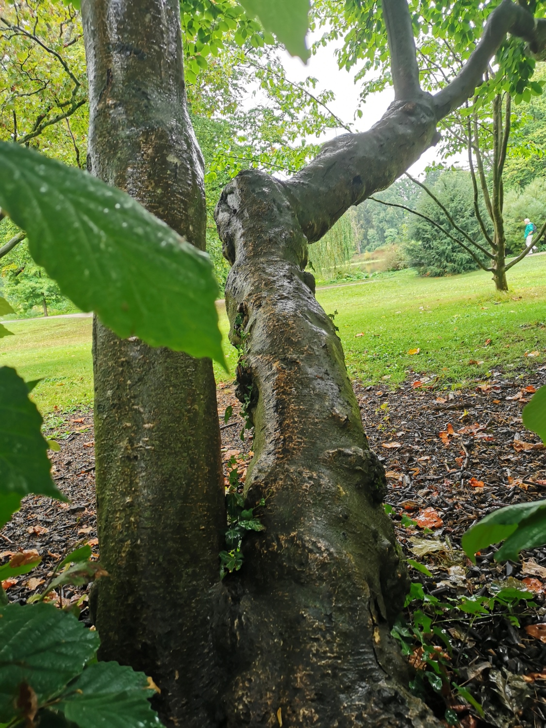 Hamamelis virginiana - Schlosspark Bad Homburg - September 2024
