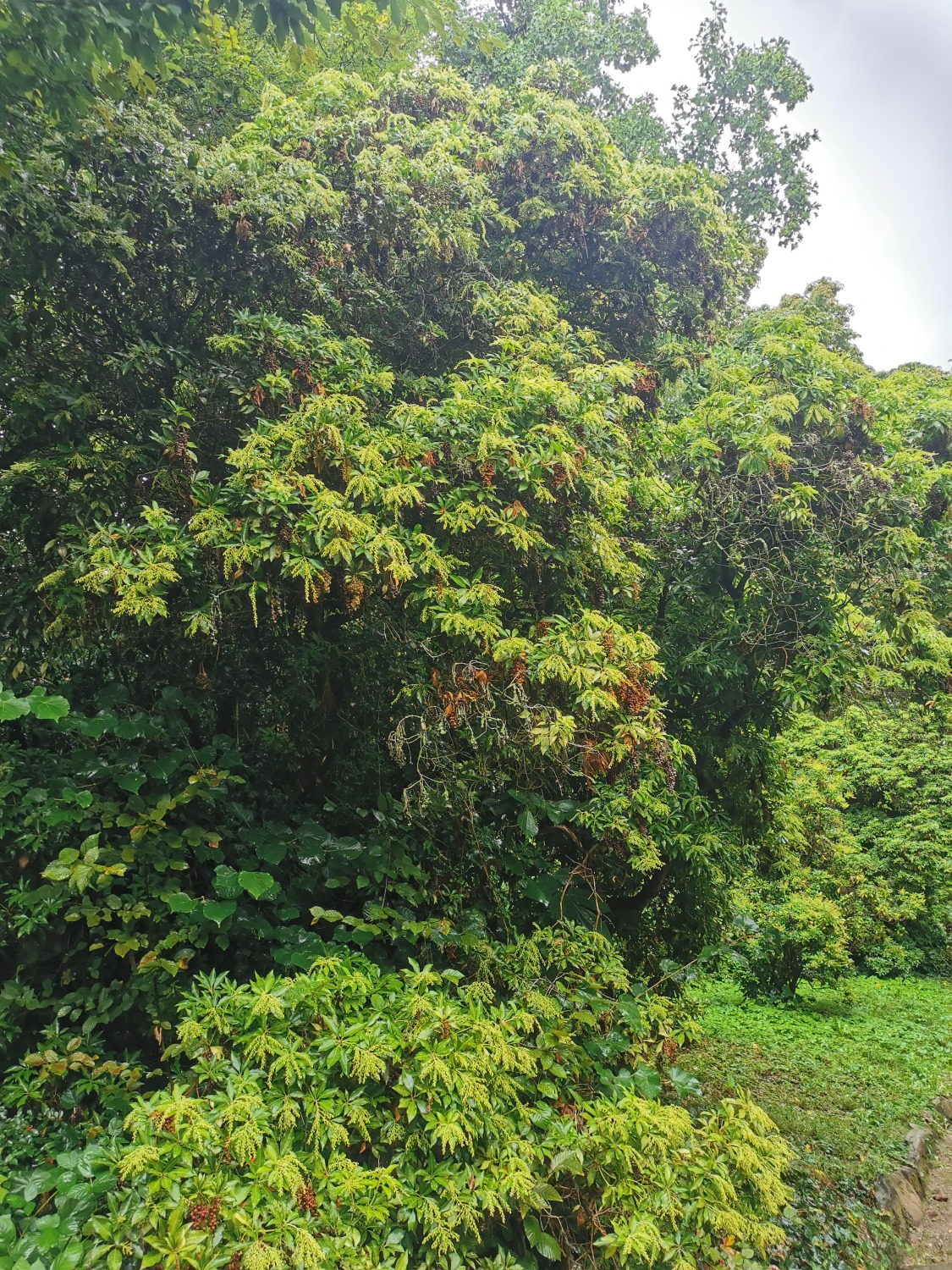 japonica Pieris