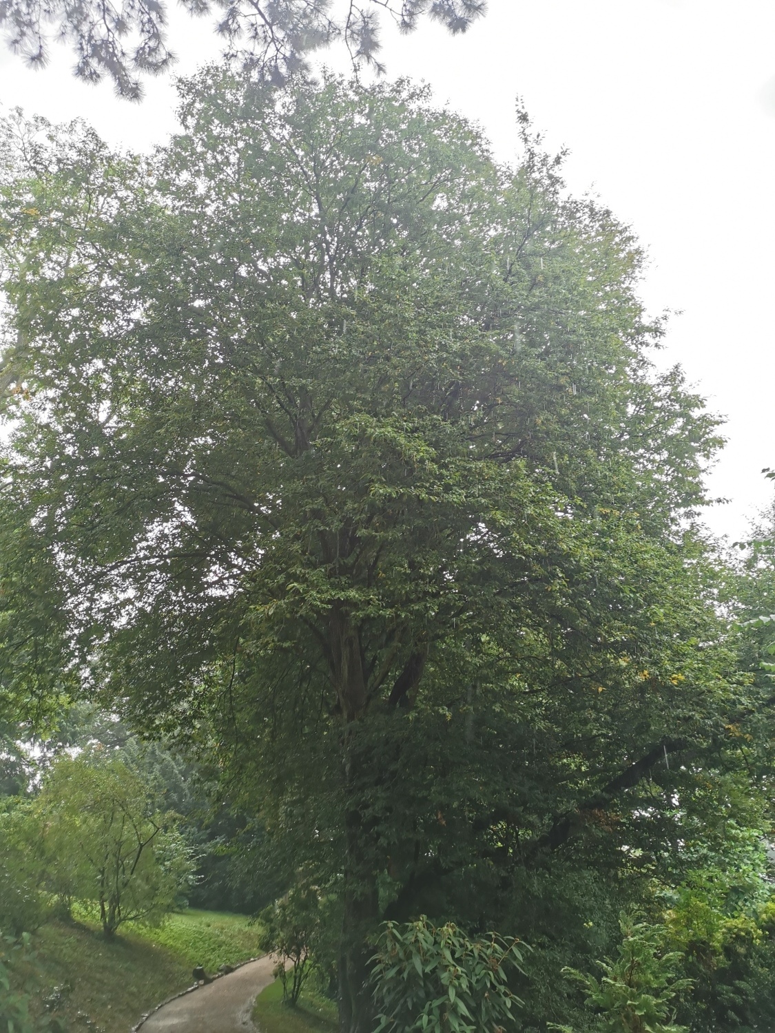 'Quercifolia' betulus Carpinus