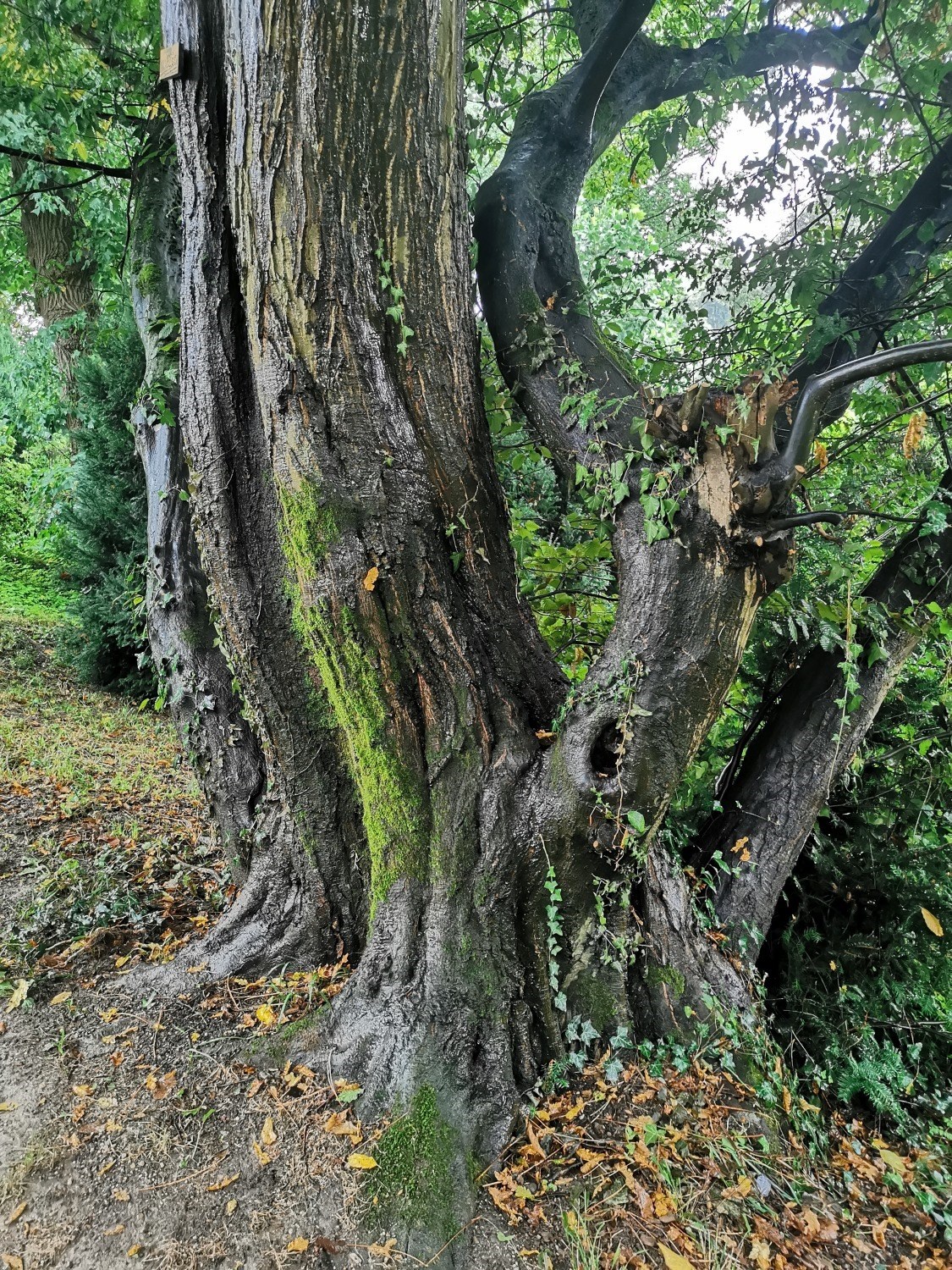 Carpinus betulus 'Quercifolia' - Schlosspark Bad Homburg - September 2024