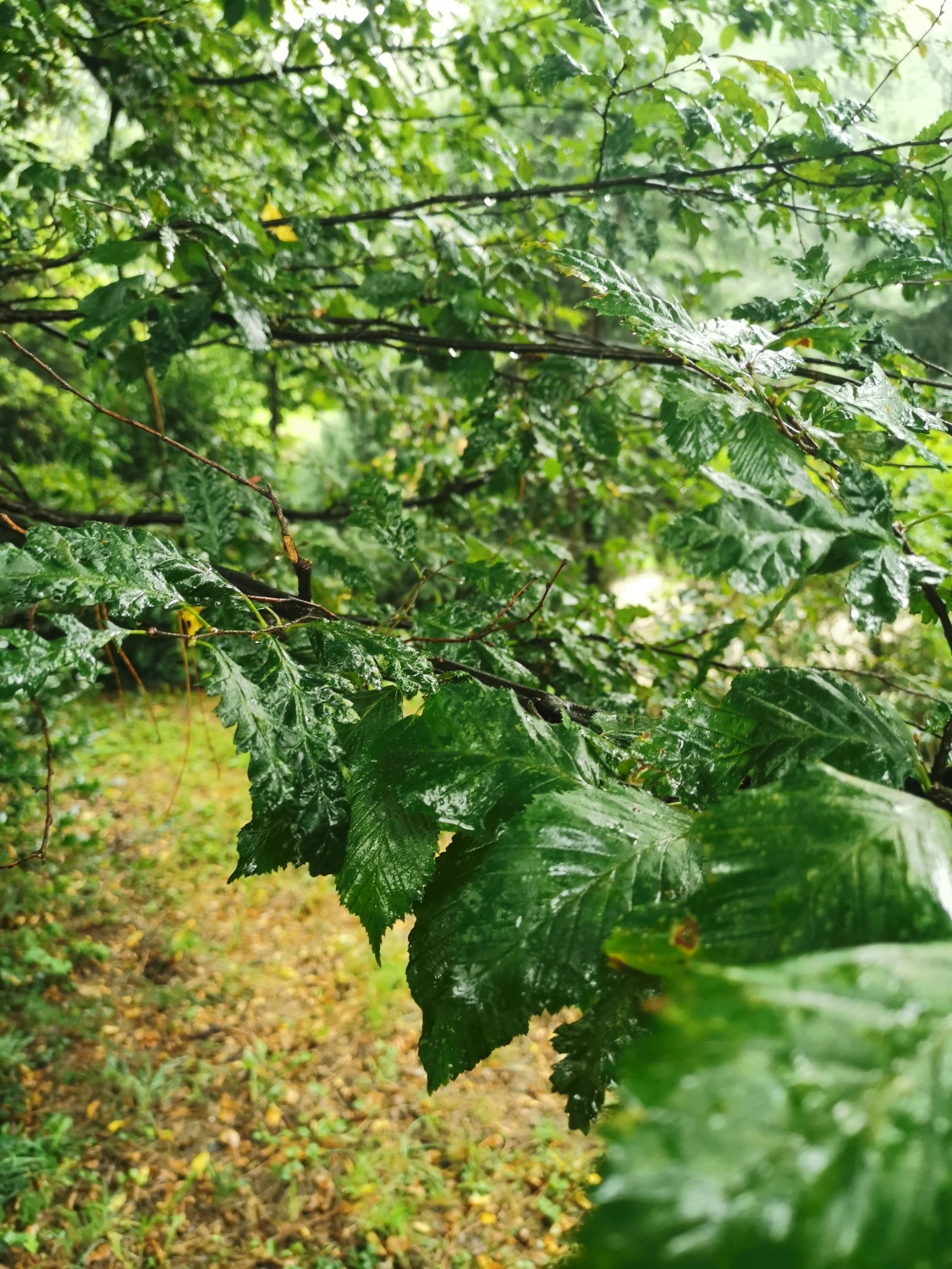 Carpinus betulus 'Quercifolia' - Schlosspark Bad Homburg - September 2024