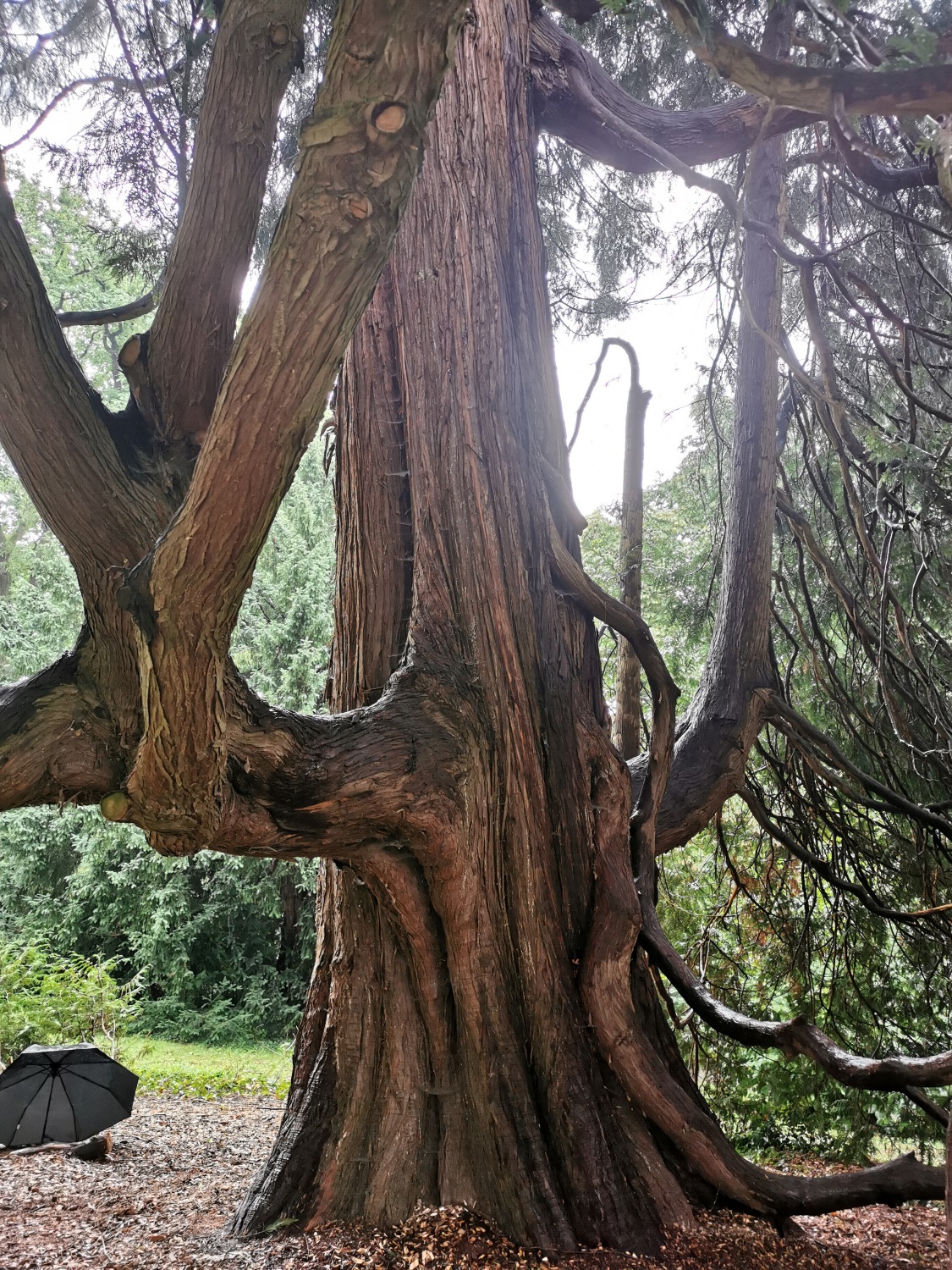 Thuja plicata - Schlosspark Bad Homburg - September 2024