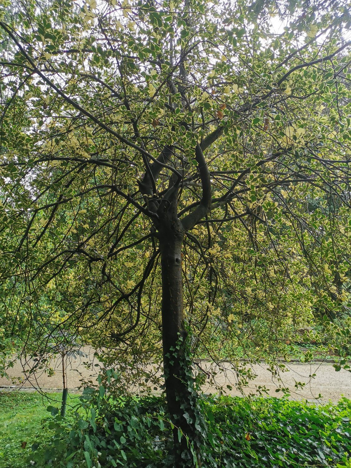 'Aureo Marginata' aquifolium Ilex