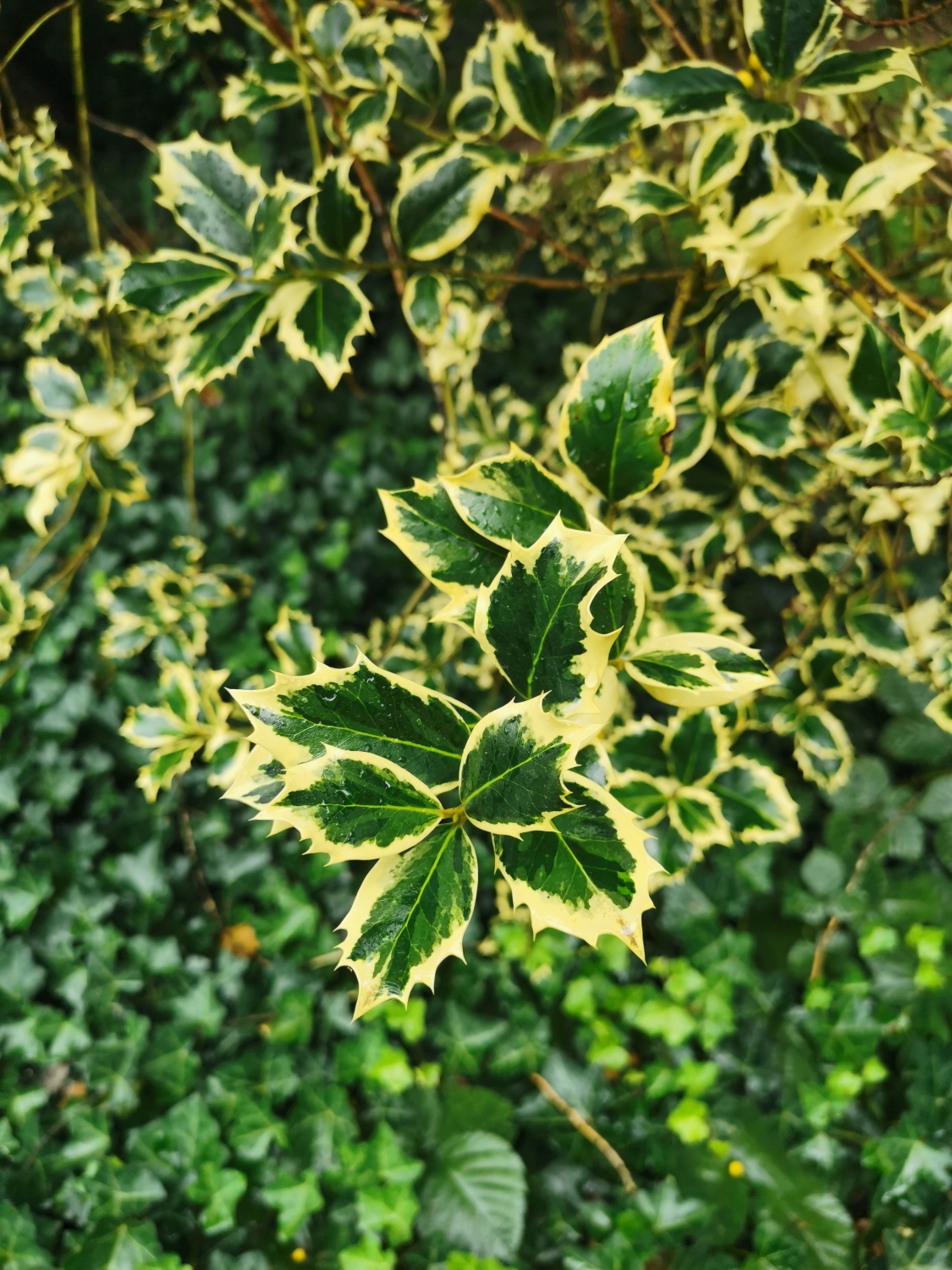 Ilex aqufolium 'Aureomarginata' - Schlosspark Bad Homburg - September 2024