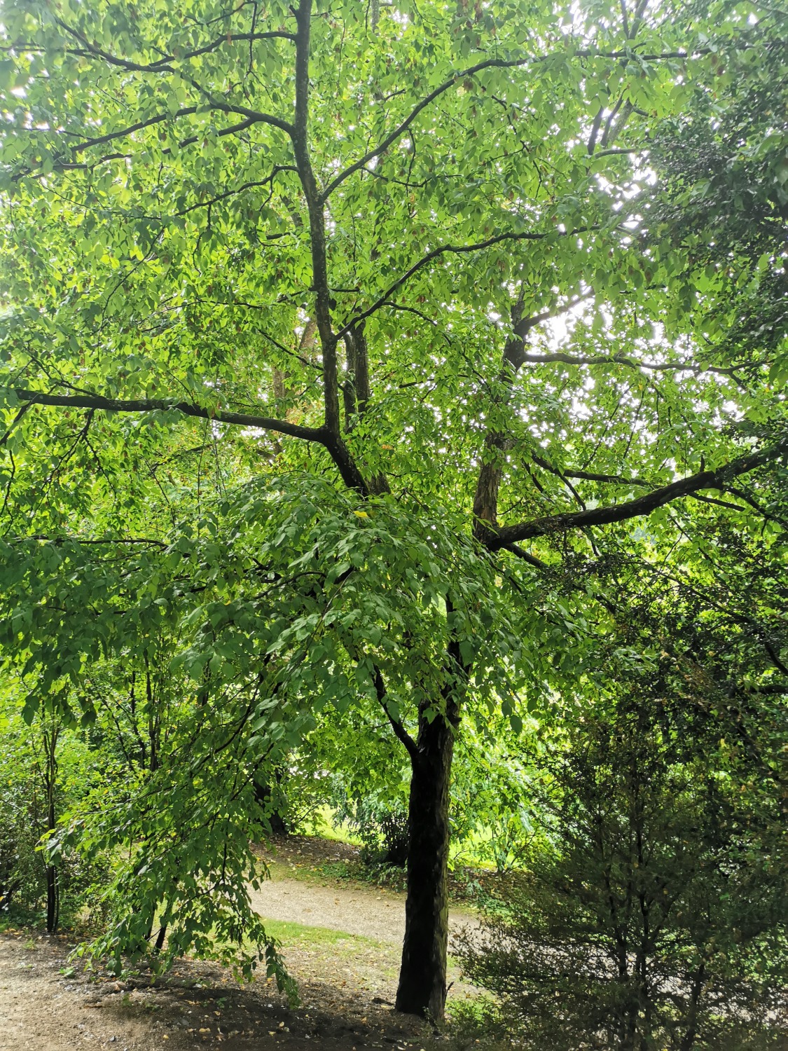 carpinifolia Ostrya