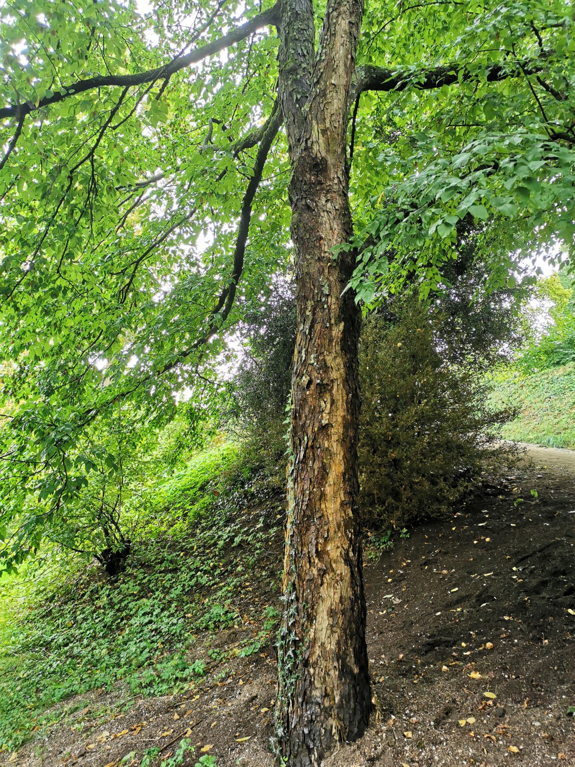 Ostray carpinifolia - Schlosspark Bad Homburg - September 2024