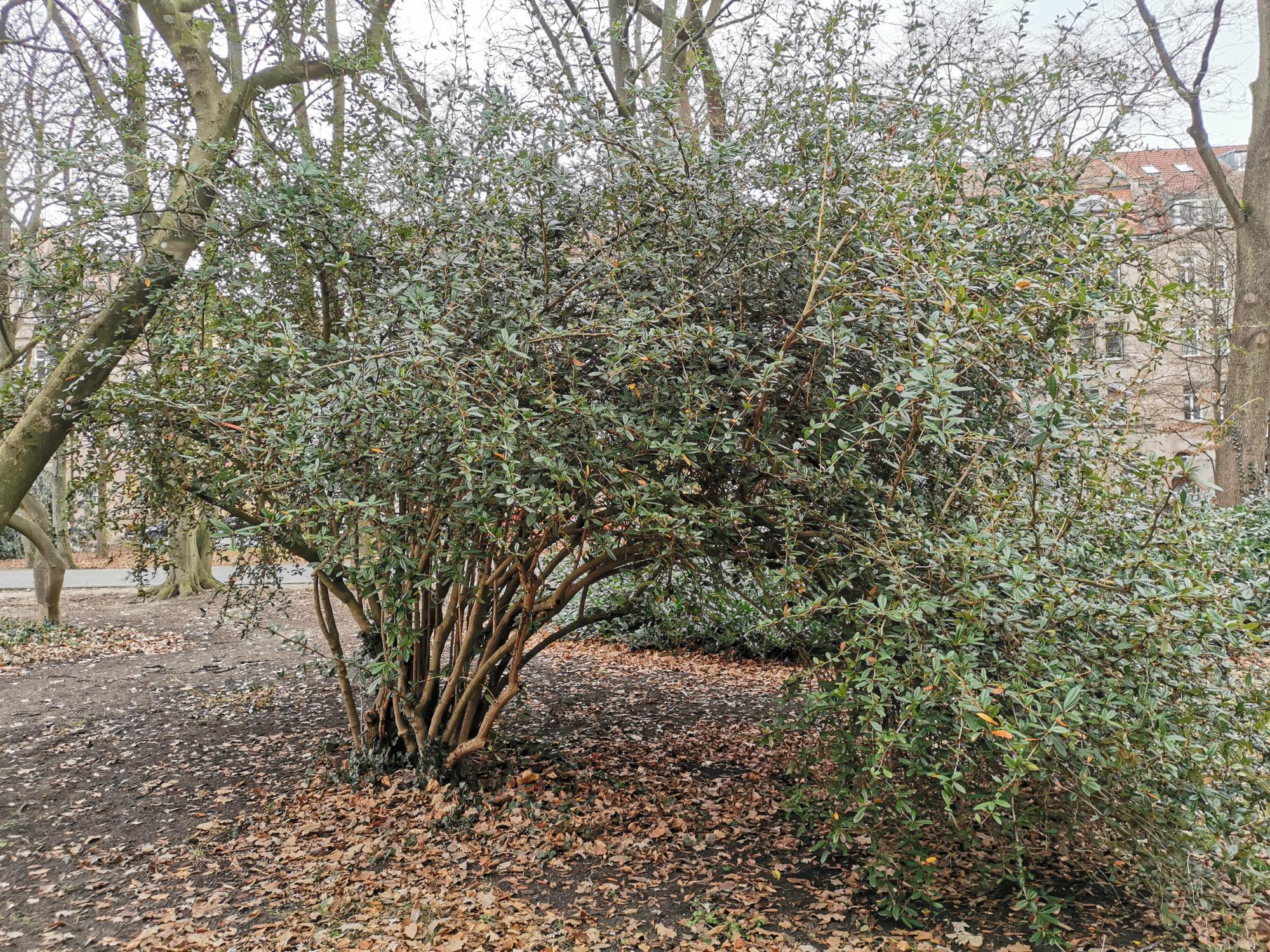 Berberis julianae