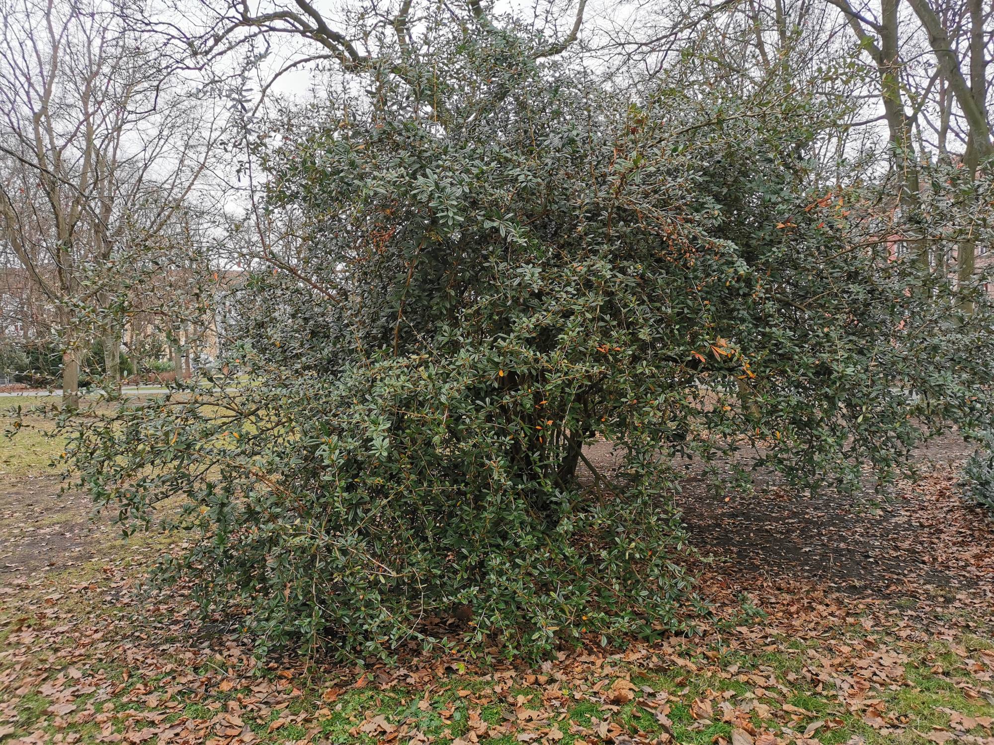 Berberis julianae - Stadtpark Nürnberg - Januar 2025