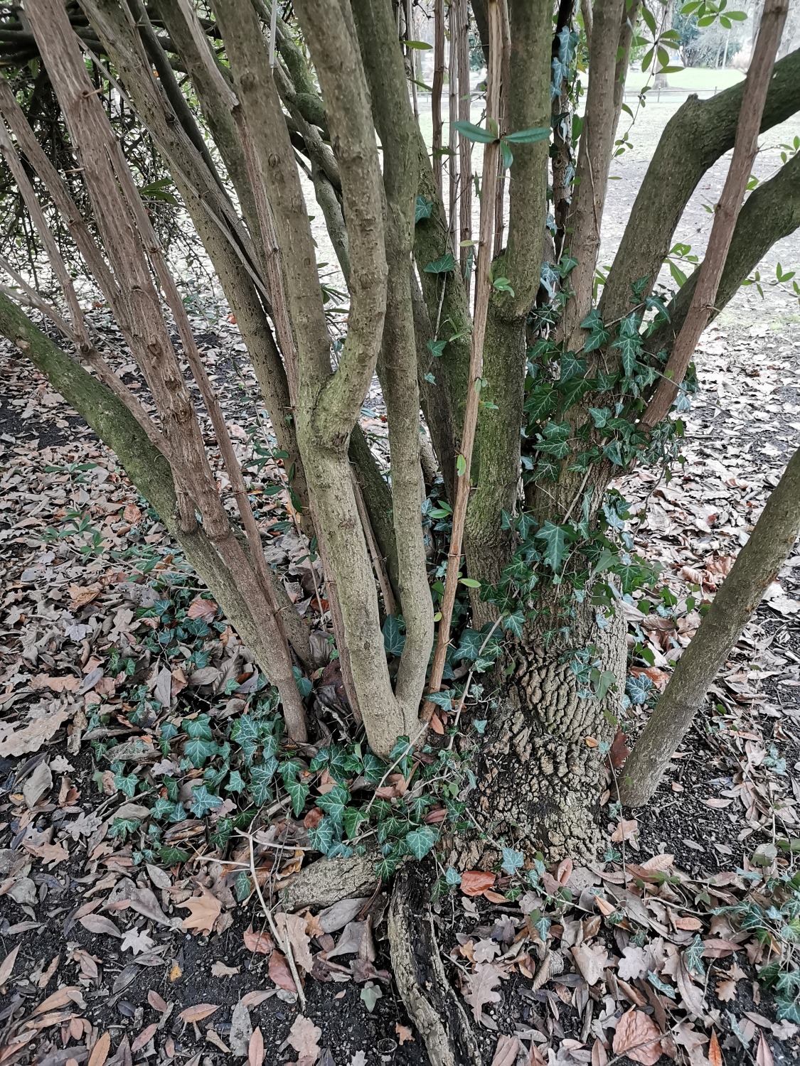 Berberis julianae - Stadtpark Nürnberg - Januar 2025