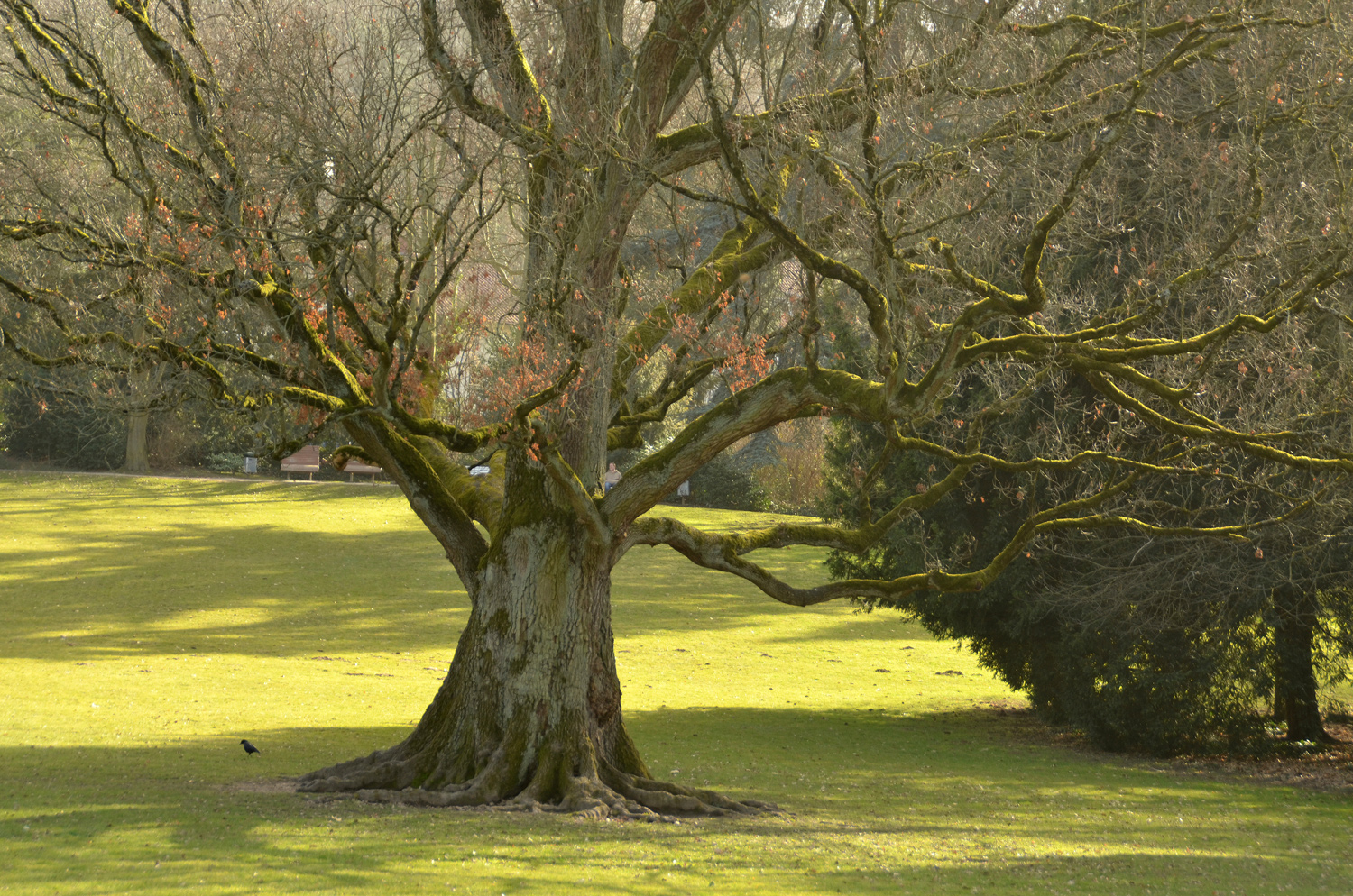 Säulen-Eiche - Schlosspark Weinheim - Februar 2021