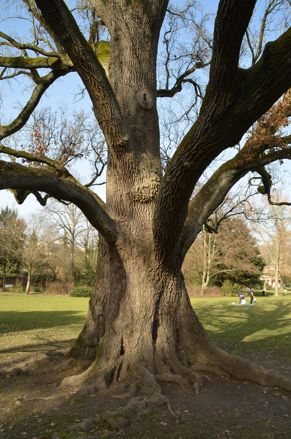 Säulen-Eiche - Schlosspark Weinheim - Februar 2021