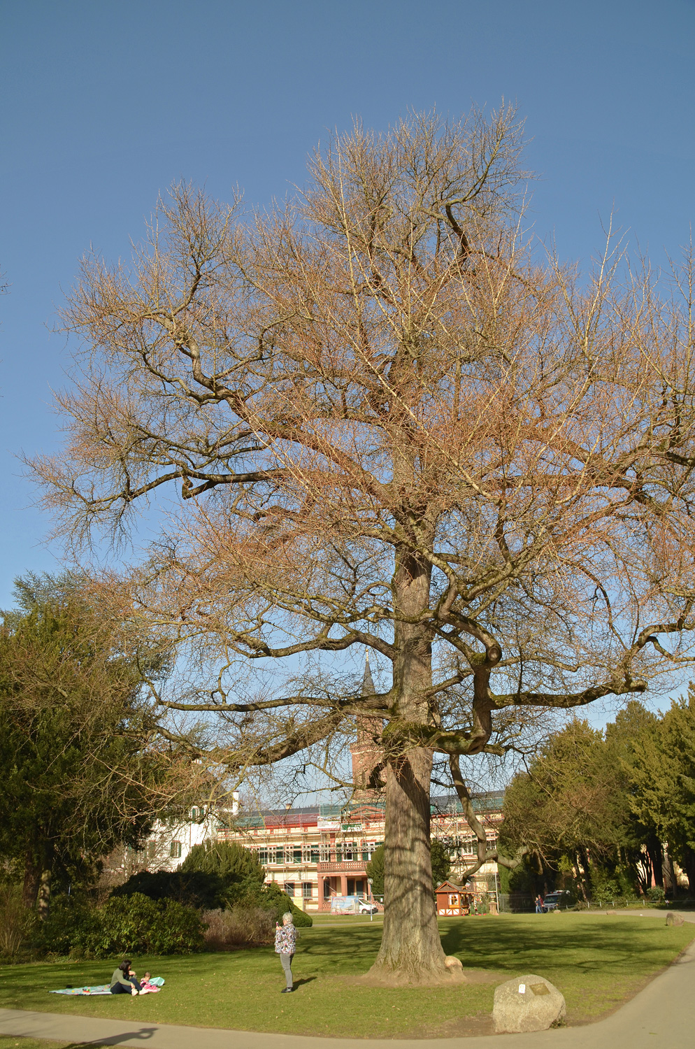 biloba Ginkgo
