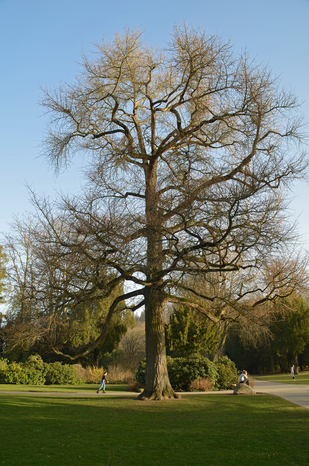 Ginkgo - Schlosspark Weinheim - Februar 2021