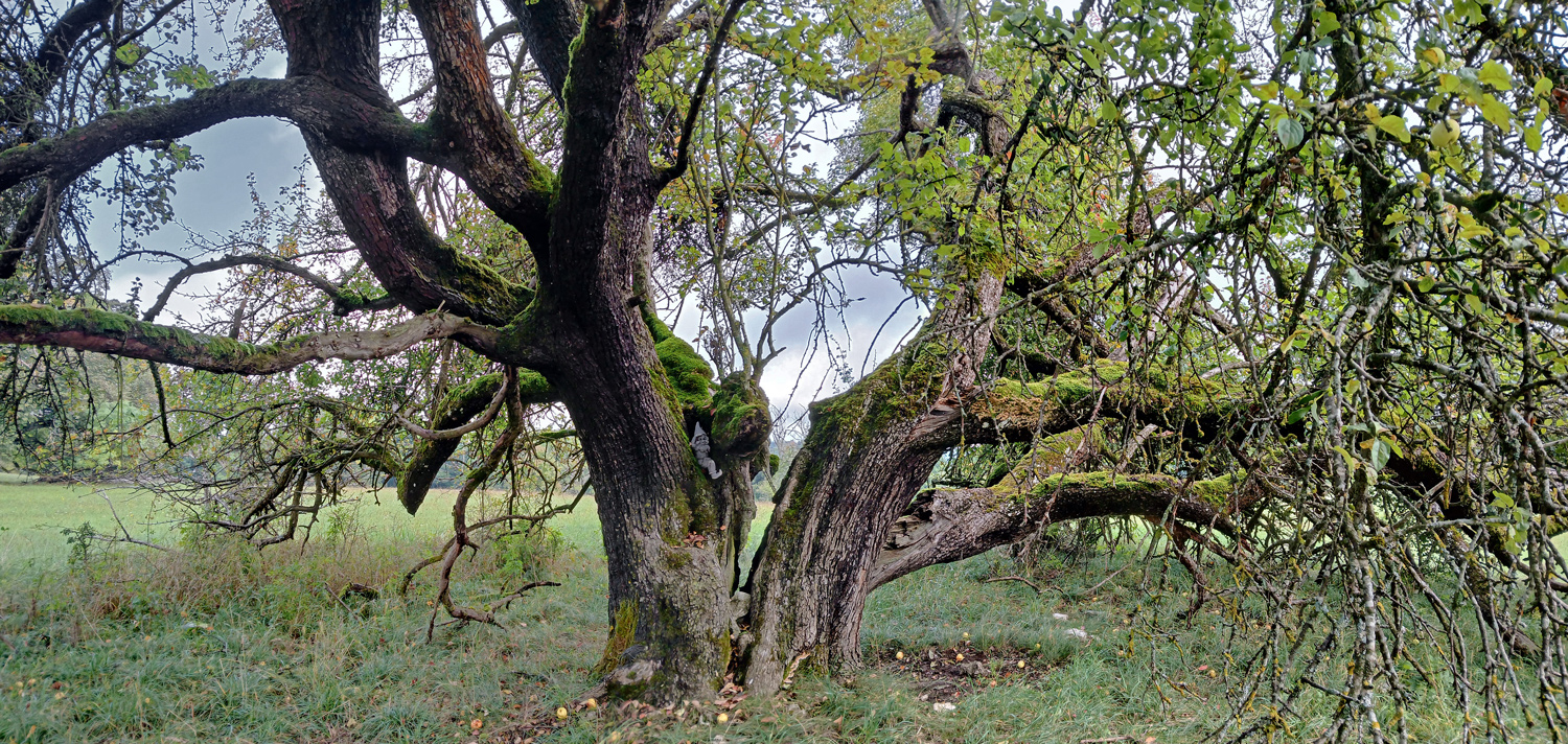 Wild-Apfel auf dem Won - Lichtenstein - Sept. 2025