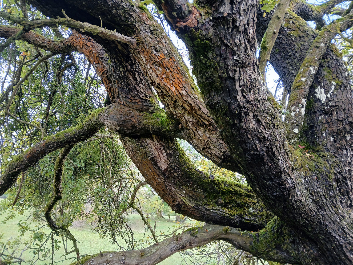 Wild-Apfel auf dem Won - Lichtenstein - Sept. 2025
