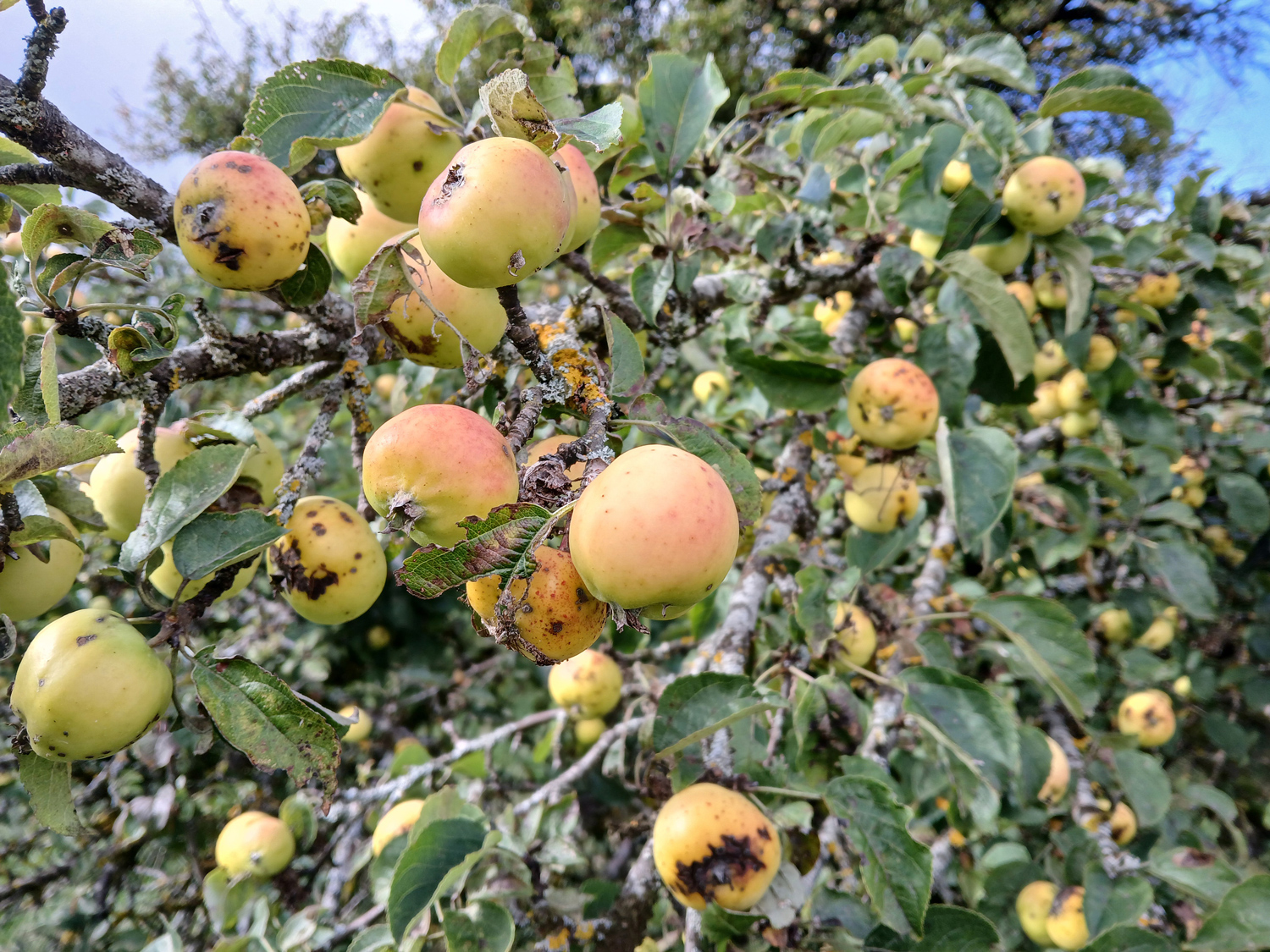 Wild-Apfel auf dem Won - Lichtenstein - Sept. 2025