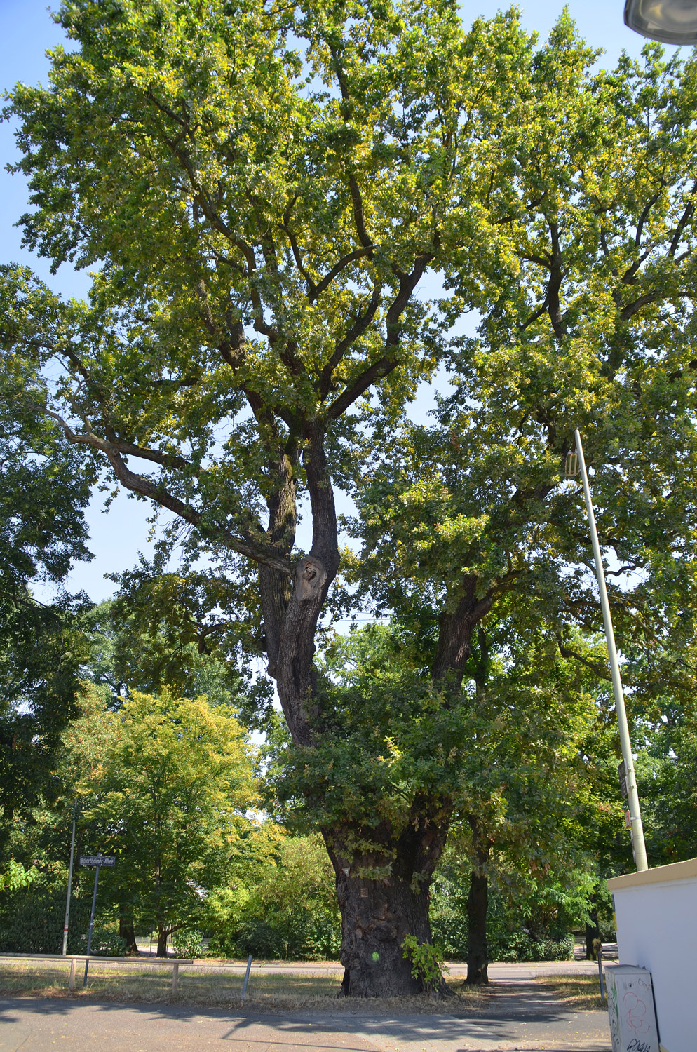Quercus robur - Karlsruhe - August 2020