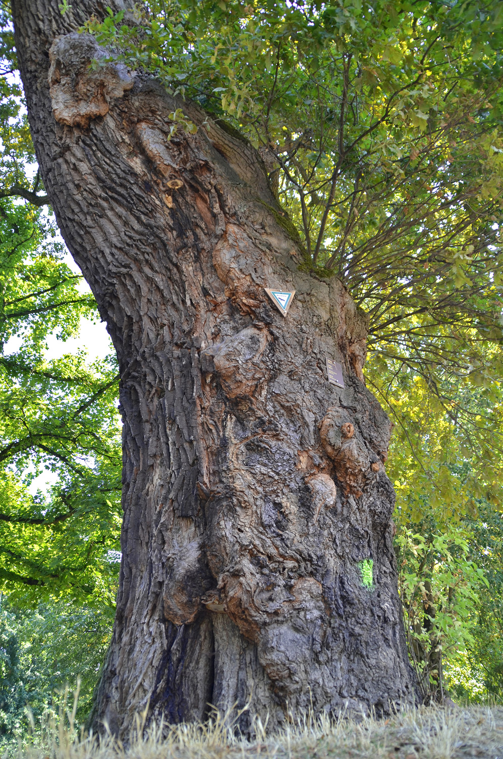 Quercus robur - Karlsruhe - August 2020