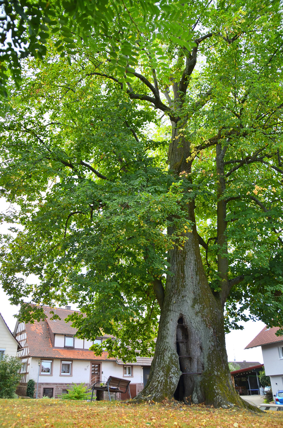 Kirchhoflinde - Spielberg - August 2020