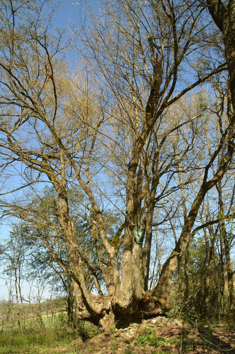 Acer campestre - Grünsfeld-Kützbrunn - April 2021