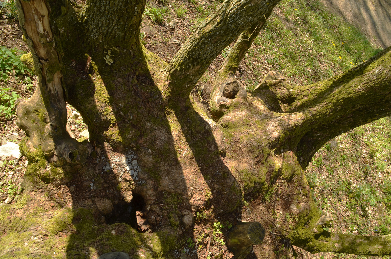 Acer campestre, Stammkopf von oben - Grünsfeld-Kützbrunn - April 2021